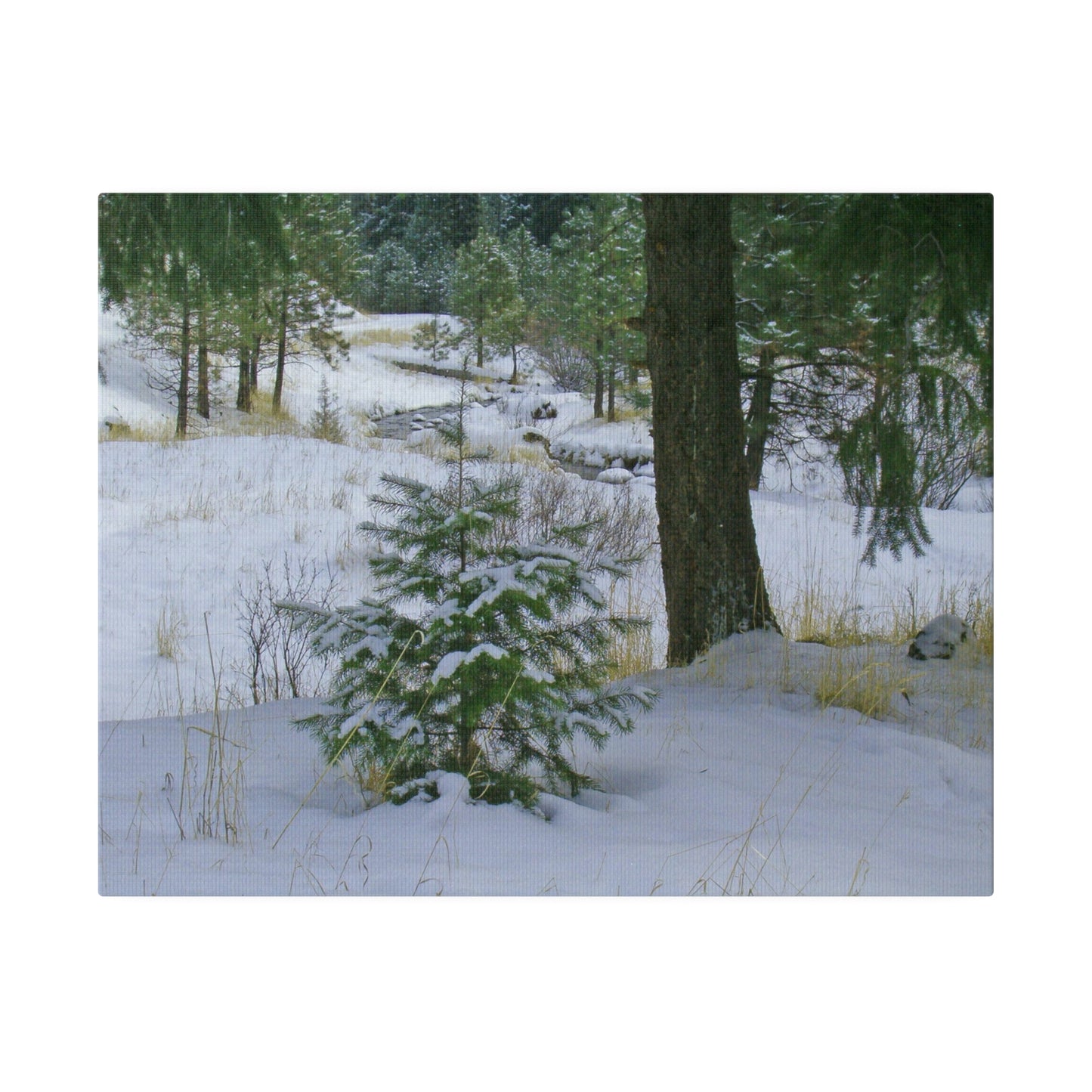 Christmas Tree Creek Matte Canvas