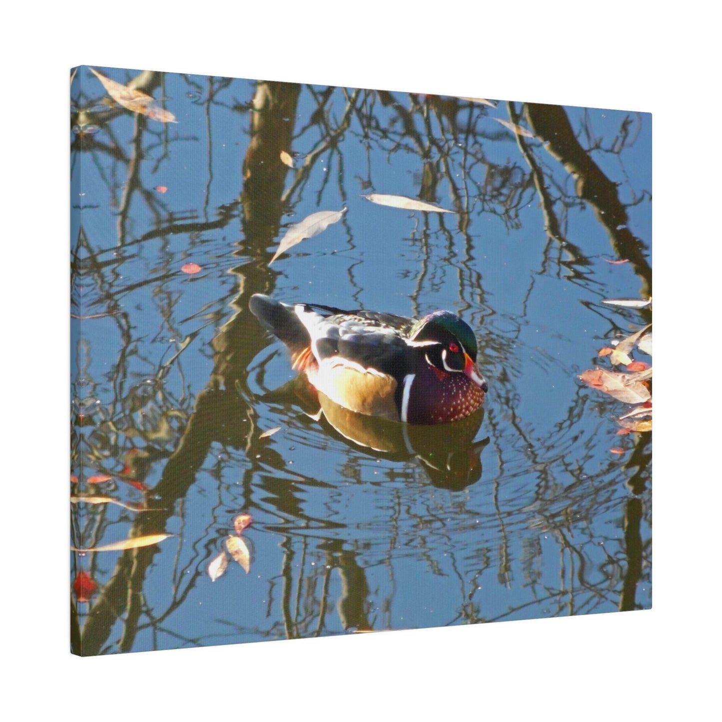 Reflections Wood Duck Matte Canvas