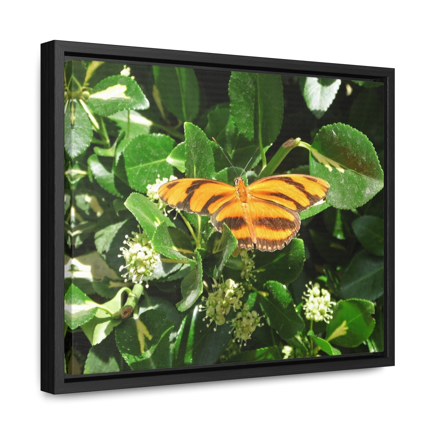 Golden Butterfly Gallery Canvas Wraps Framed