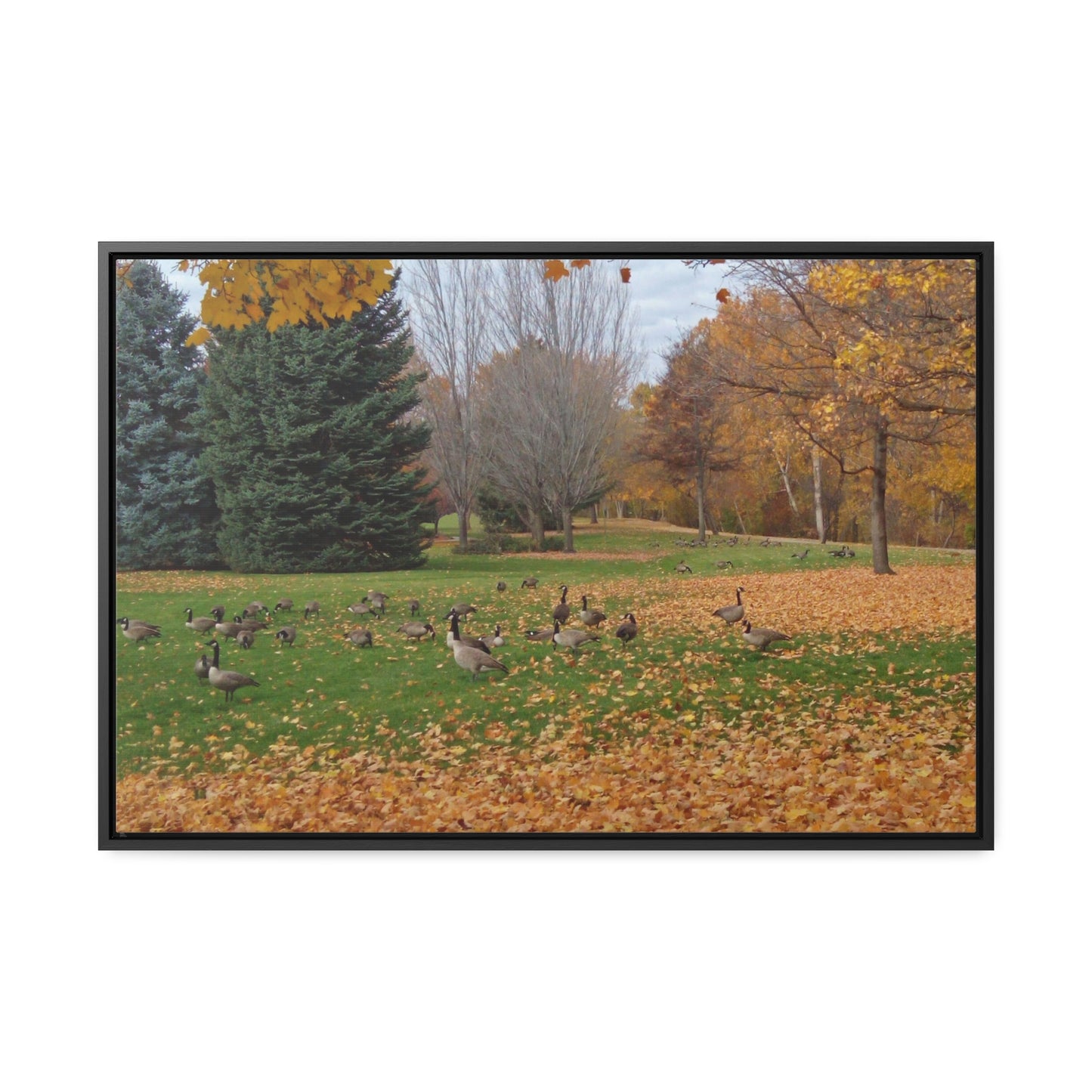 Autumn Geese Gallery Canvas Wraps Framed