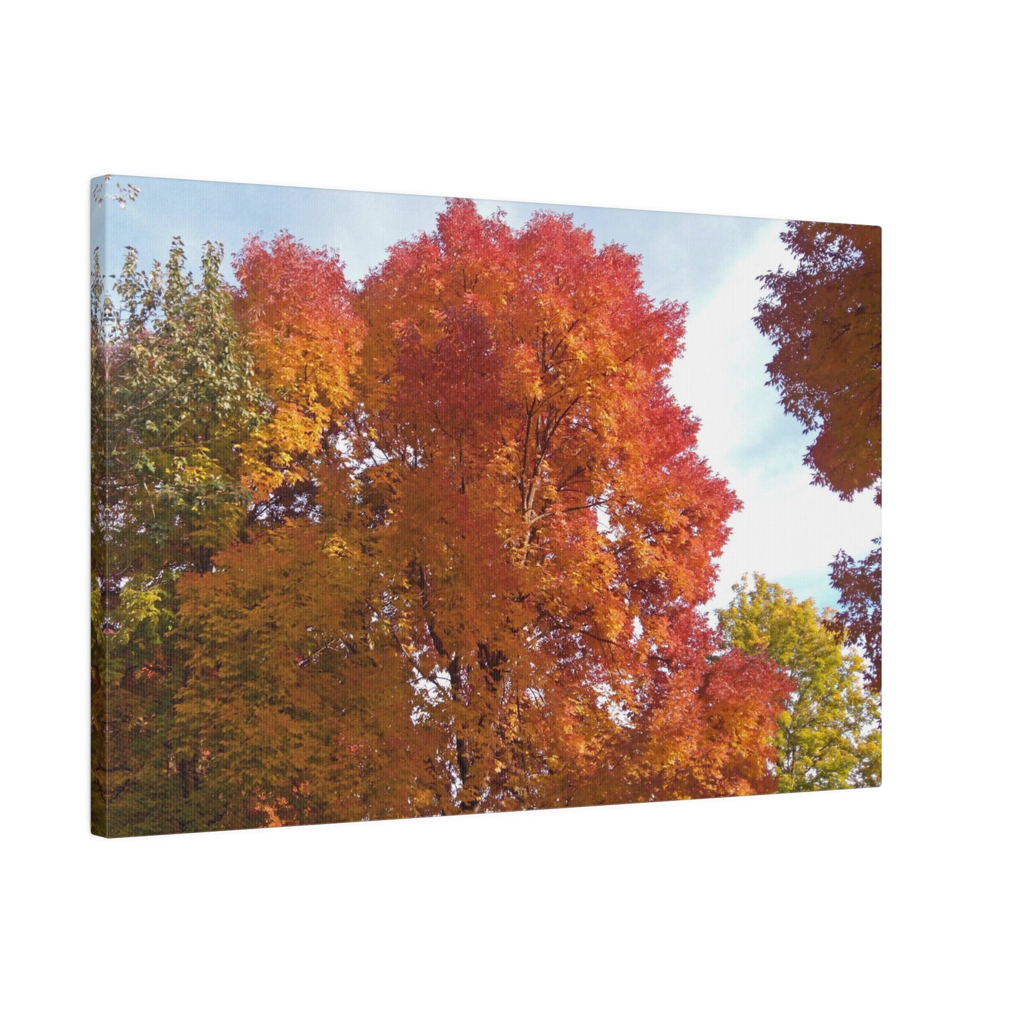 Autumn Radiance Matte Canvas