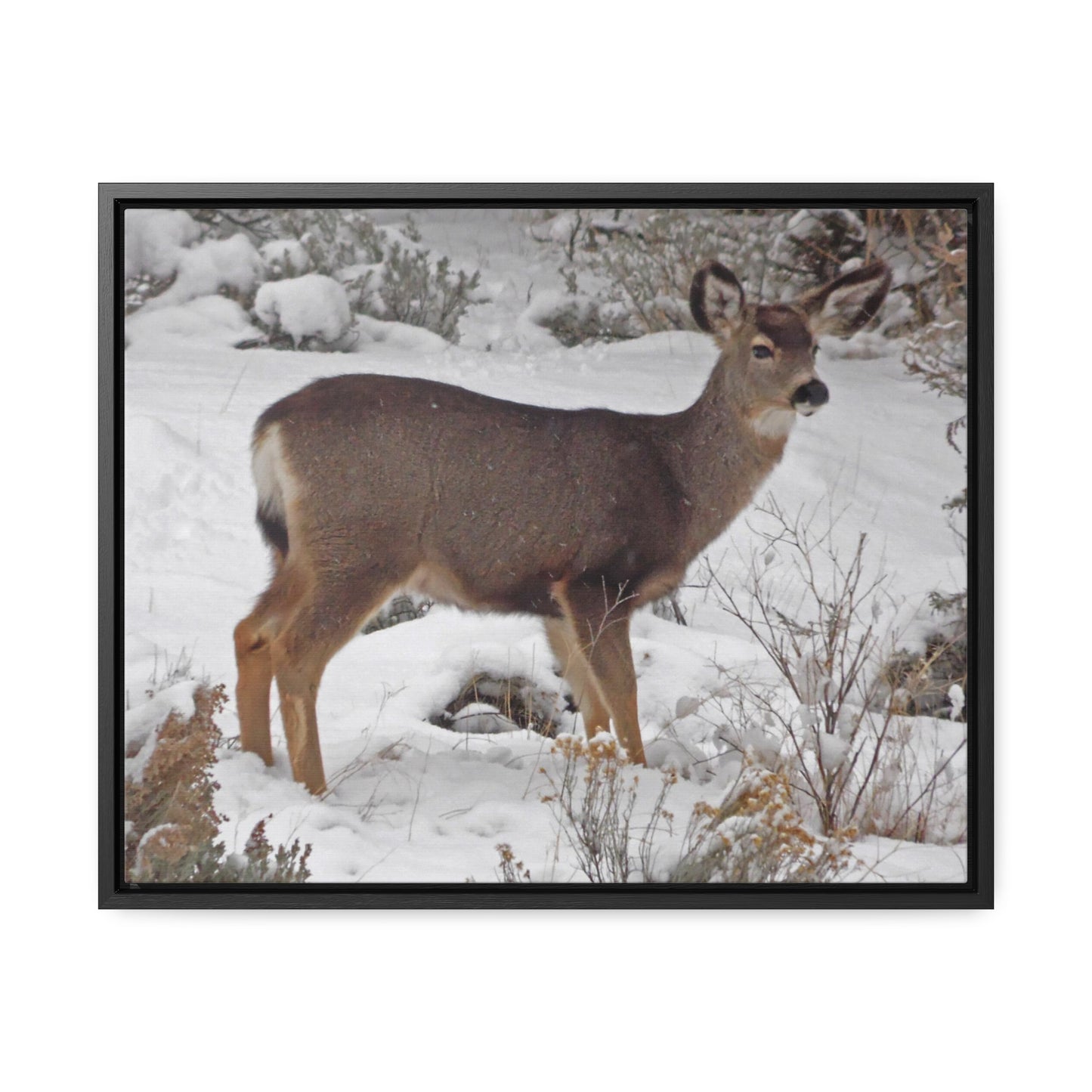 Snowy Deer Gallery Canvas Wraps Framed