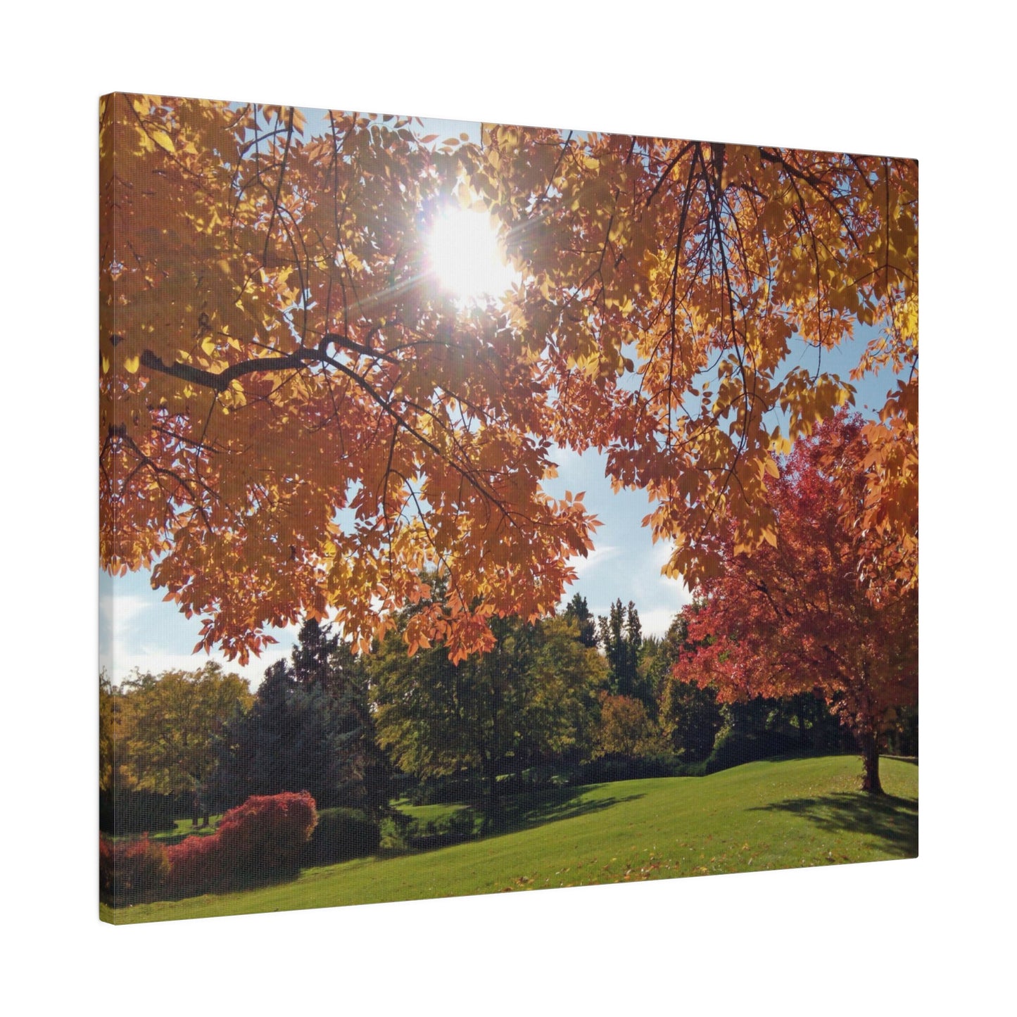 Autumn Light Matte Canvas