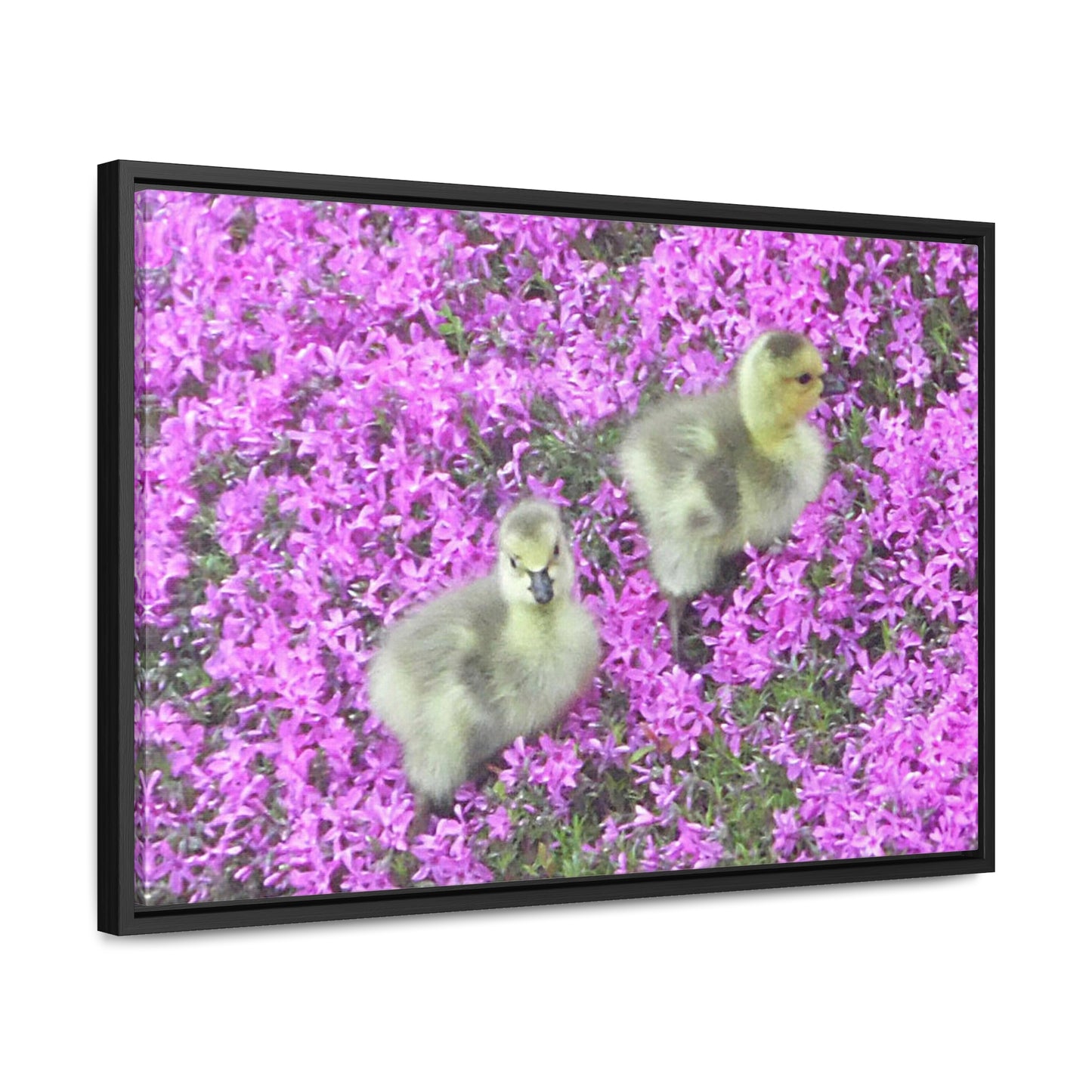 Precious Peeps Gallery Canvas Wraps Framed