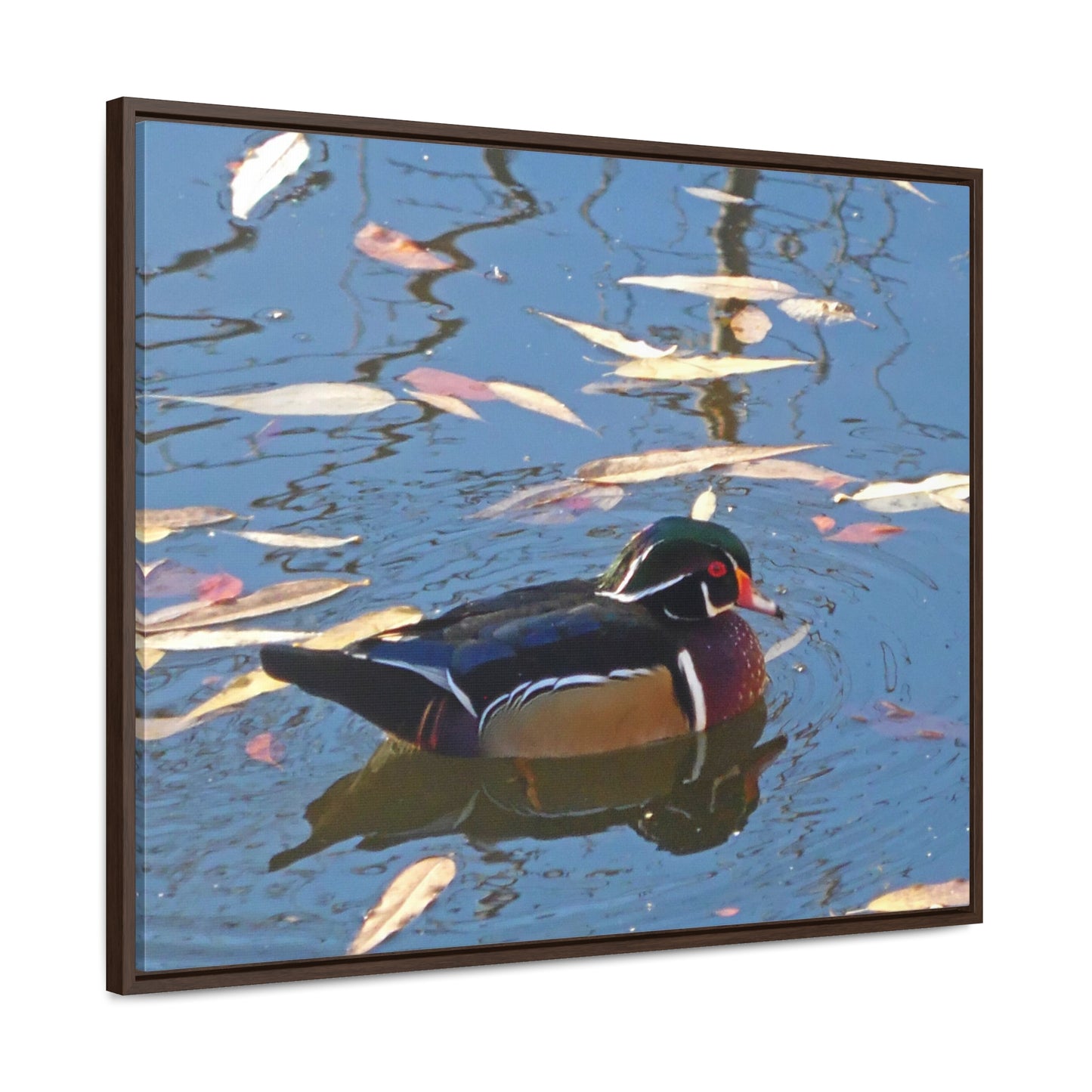 Autumn Wood Duck Gallery Canvas Wraps Framed