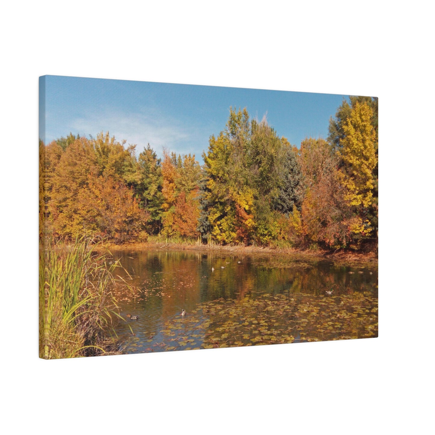 Autumn Duck Pond Matte Canvas