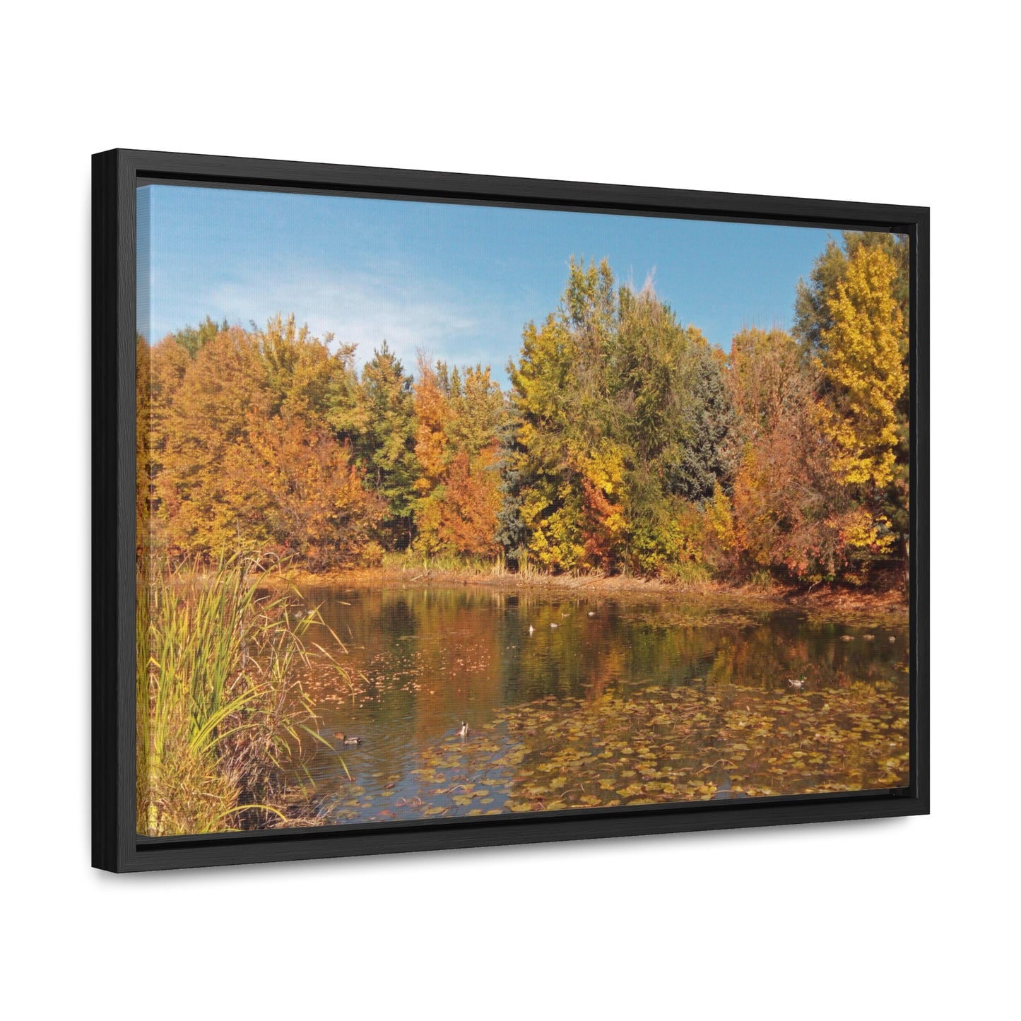 Autumn Duck Pond Gallery Canvas Wraps Framed