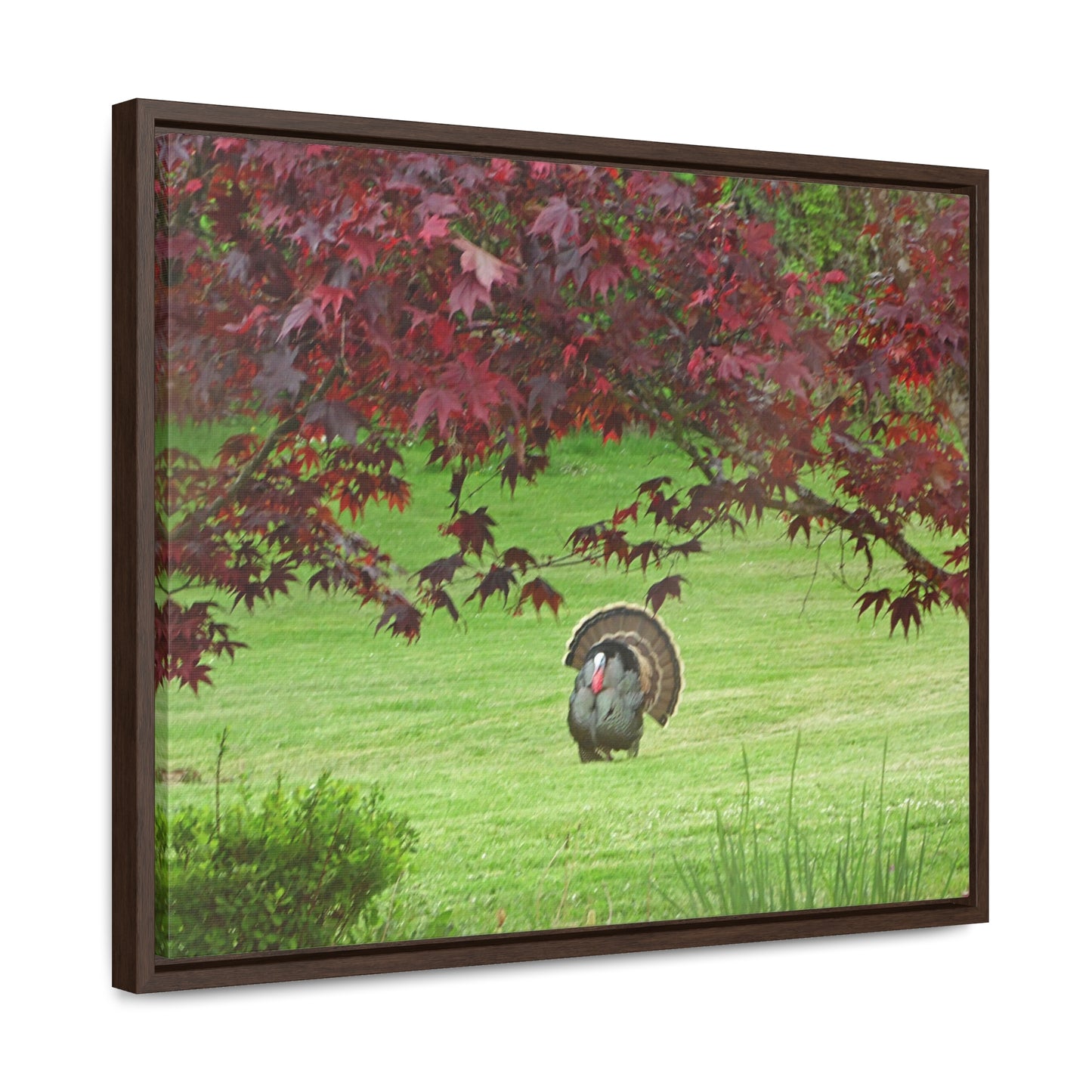 Autumn Turkey Gallery Canvas Wraps Framed