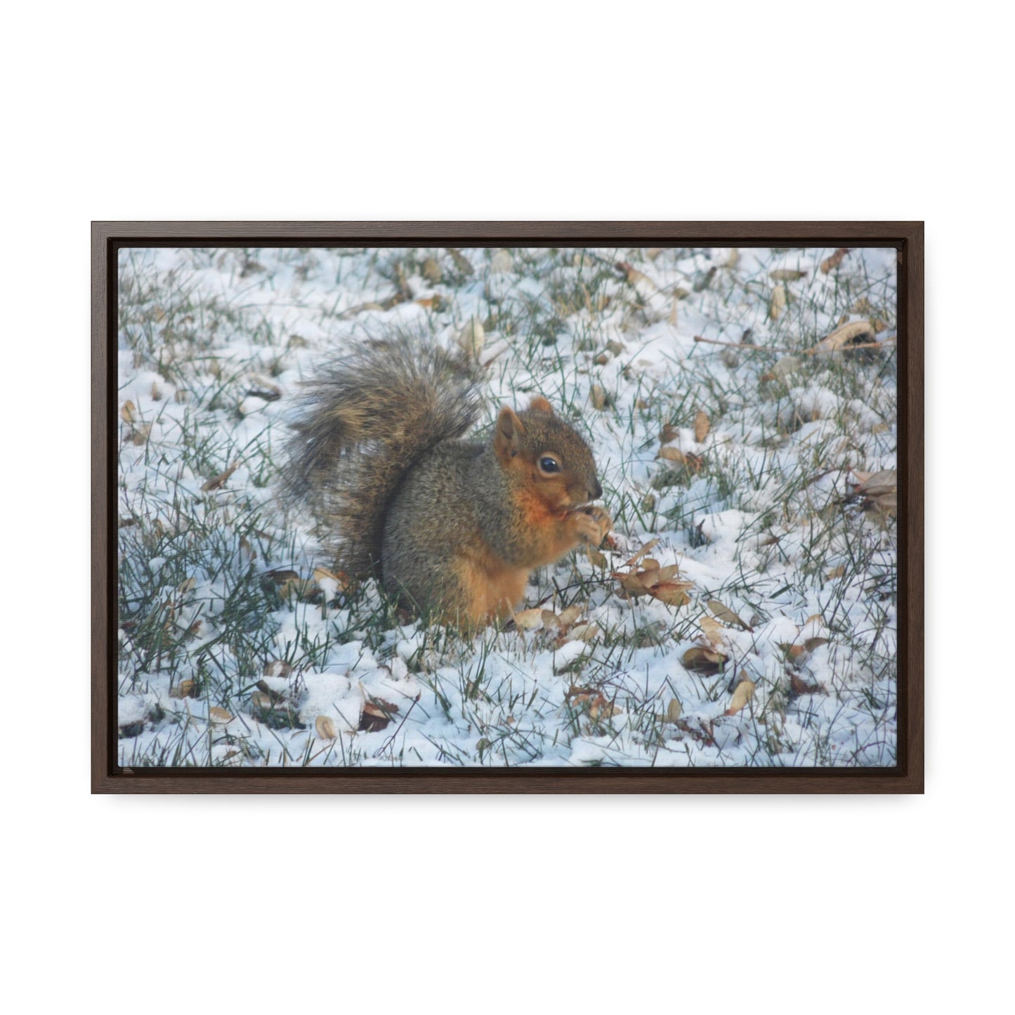 Winter Squirrel Gallery Canvas Wraps Framed