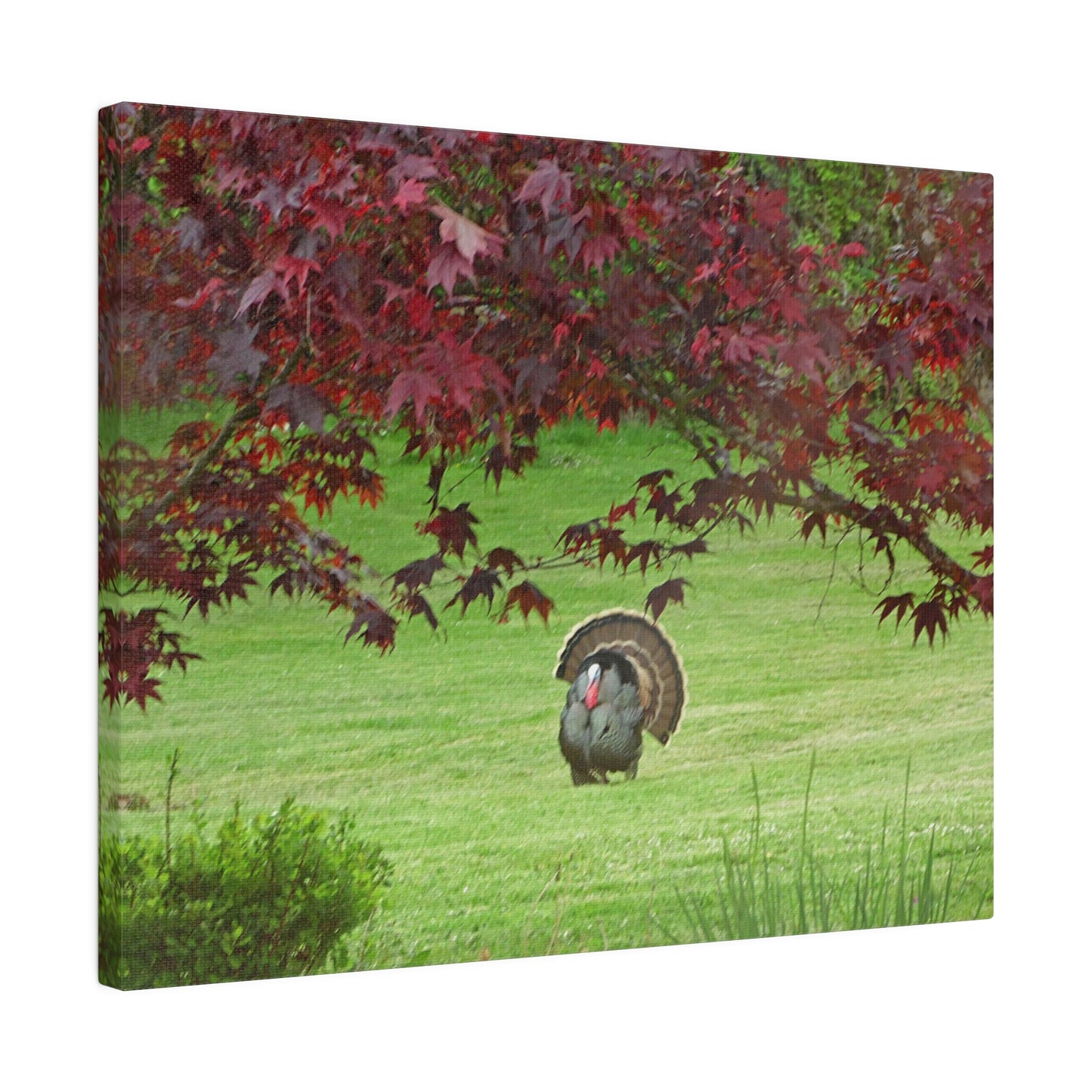 Autumn Turkey Matte Canvas