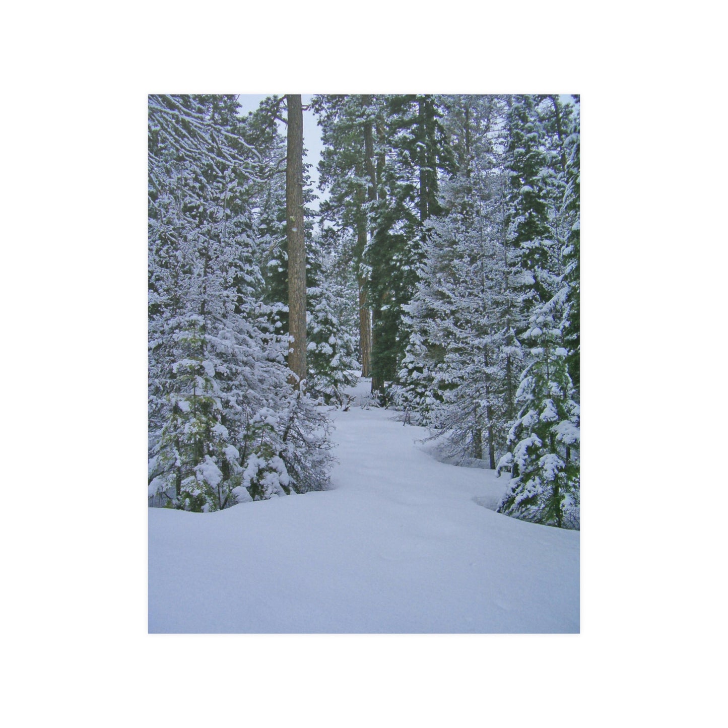 Snowy Woods Satin Posters
