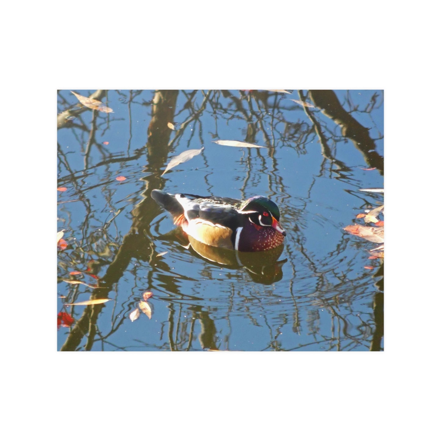 Reflections Wood Duck Satin Posters