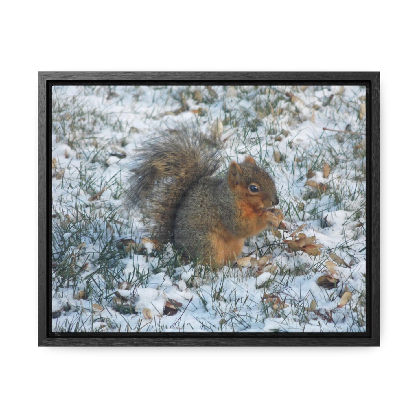 Winter Squirrel Gallery Canvas Wraps Framed