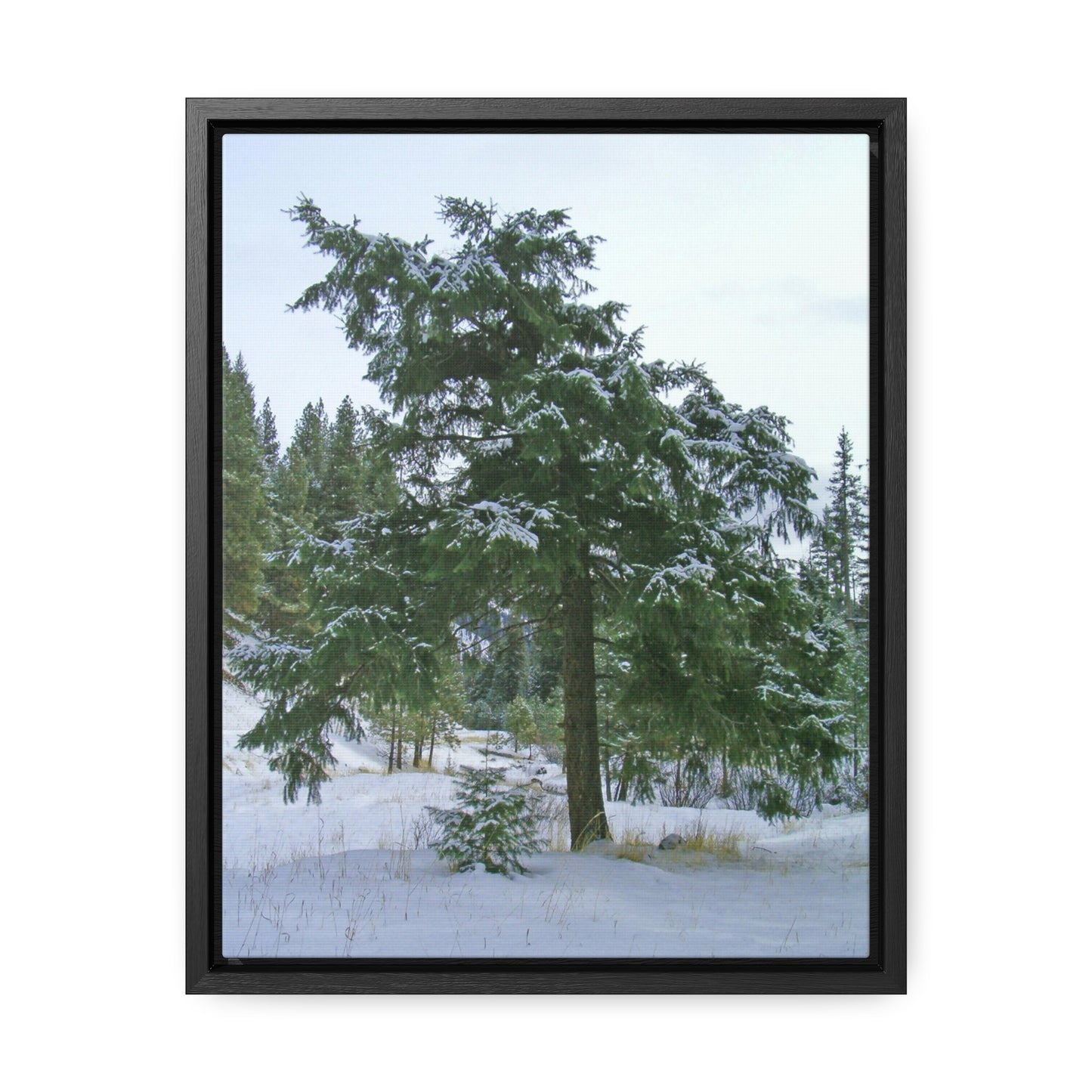 Winter Protector Gallery Canvas Wraps Framed