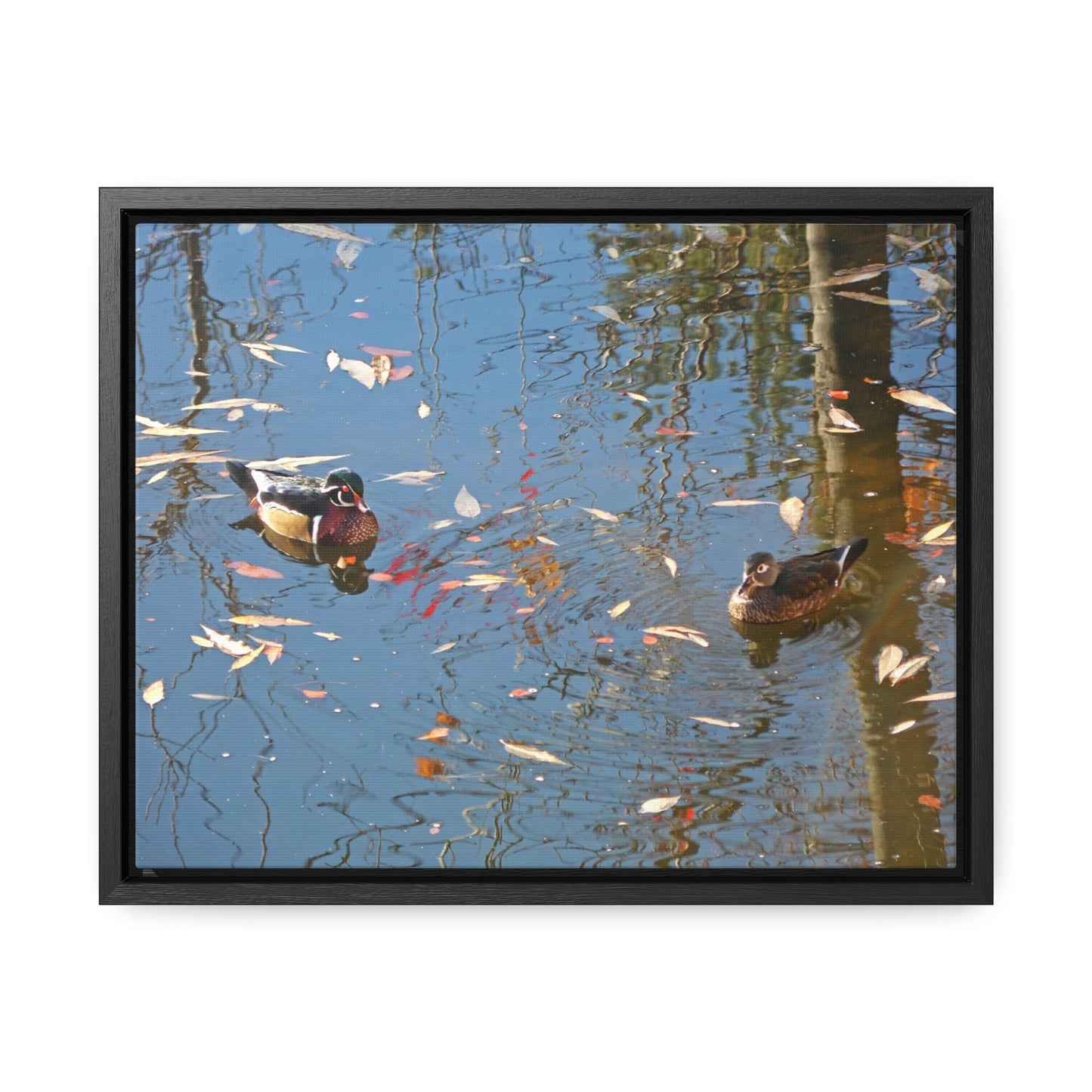 Autumn Wood Duck Couple Gallery Canvas Wraps Framed