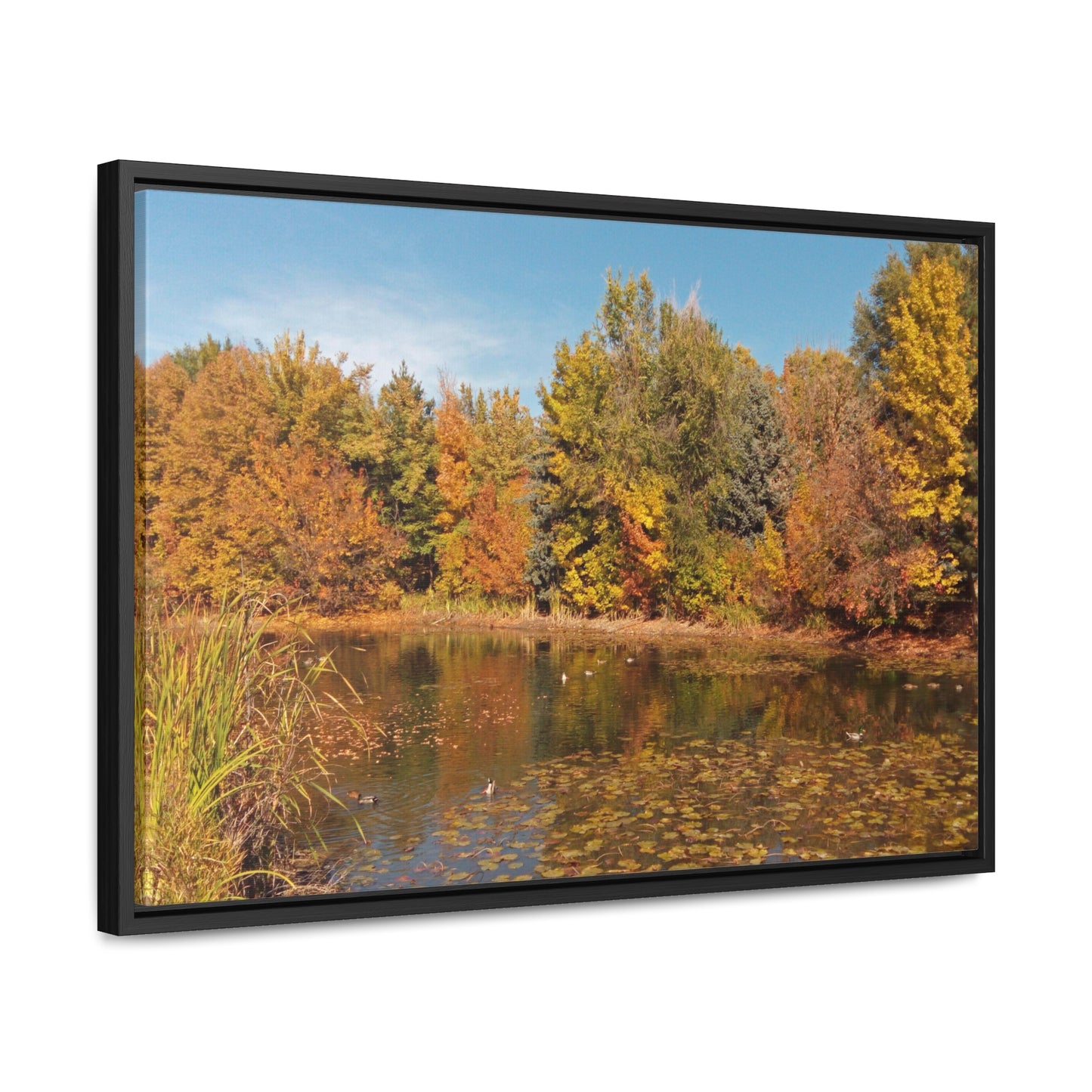 Autumn Duck Pond Gallery Canvas Wraps Framed