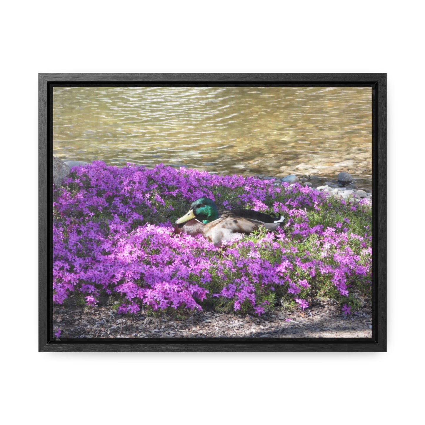 Duck Resting In Flowers Gallery Canvas Wraps Framed