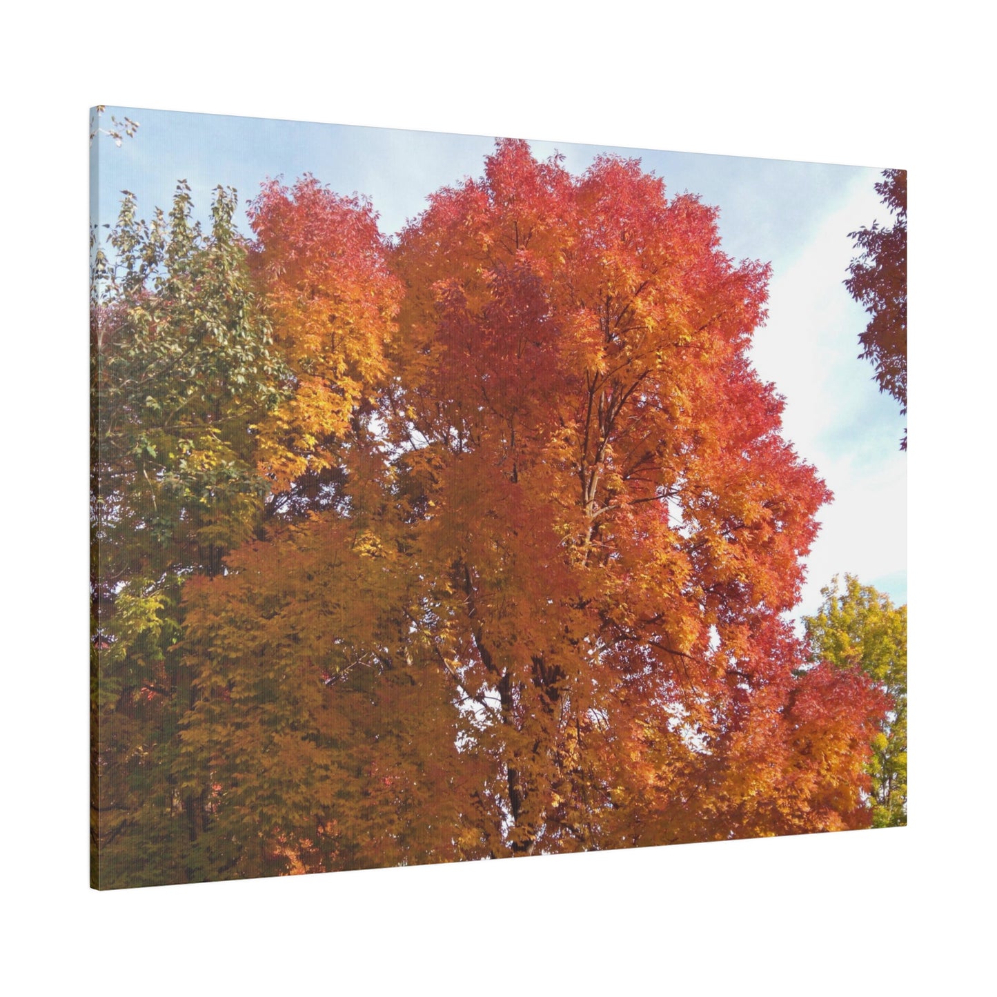 Autumn Radiance Matte Canvas