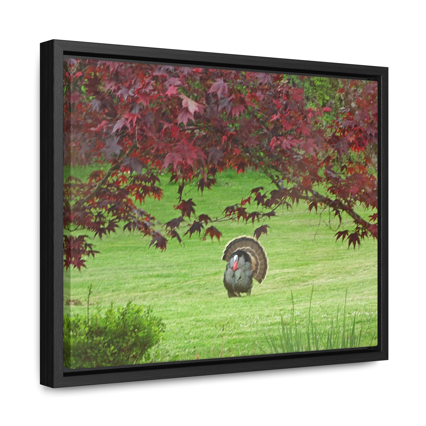 Autumn Turkey Gallery Canvas Wraps Framed