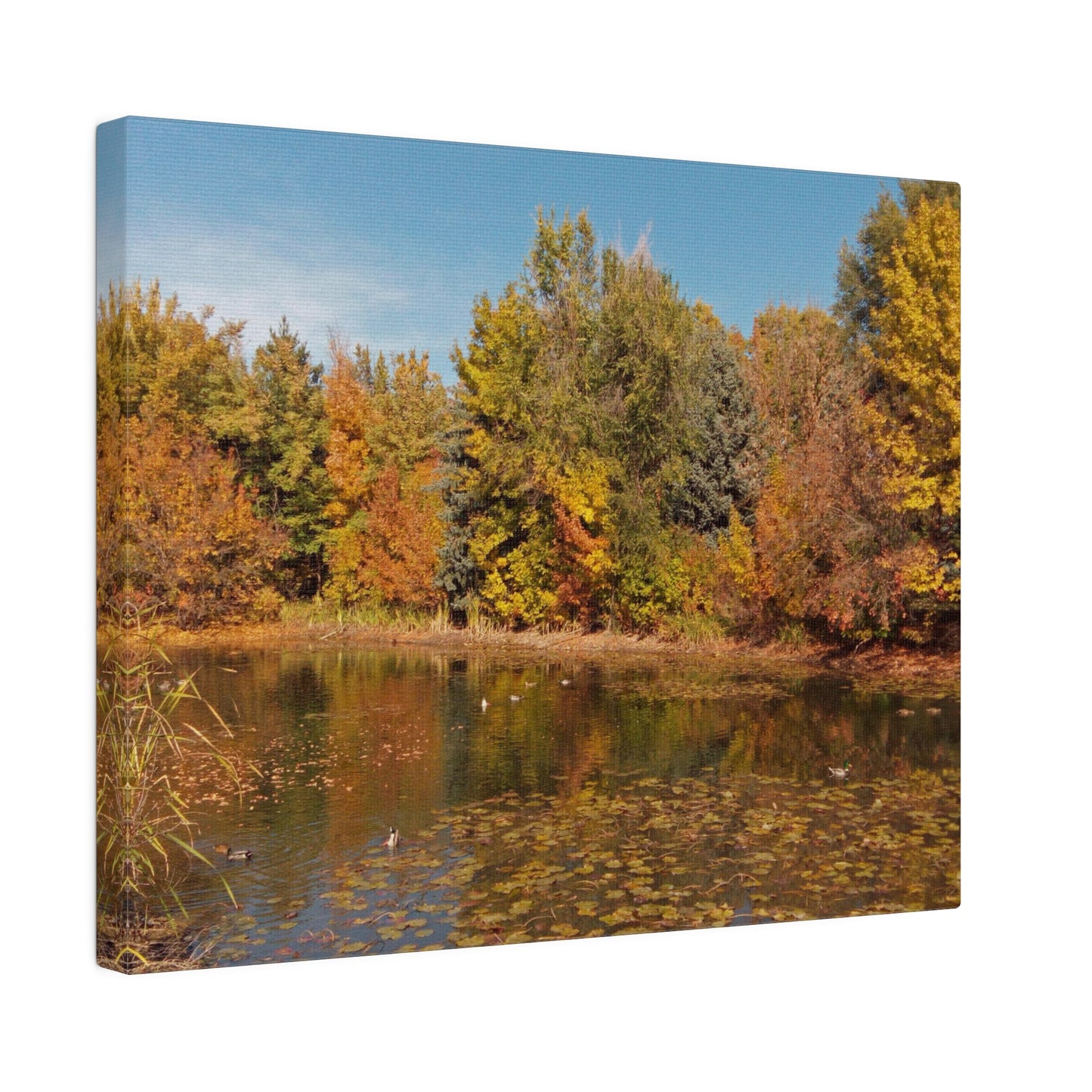 Autumn Duck Pond Matte Canvas