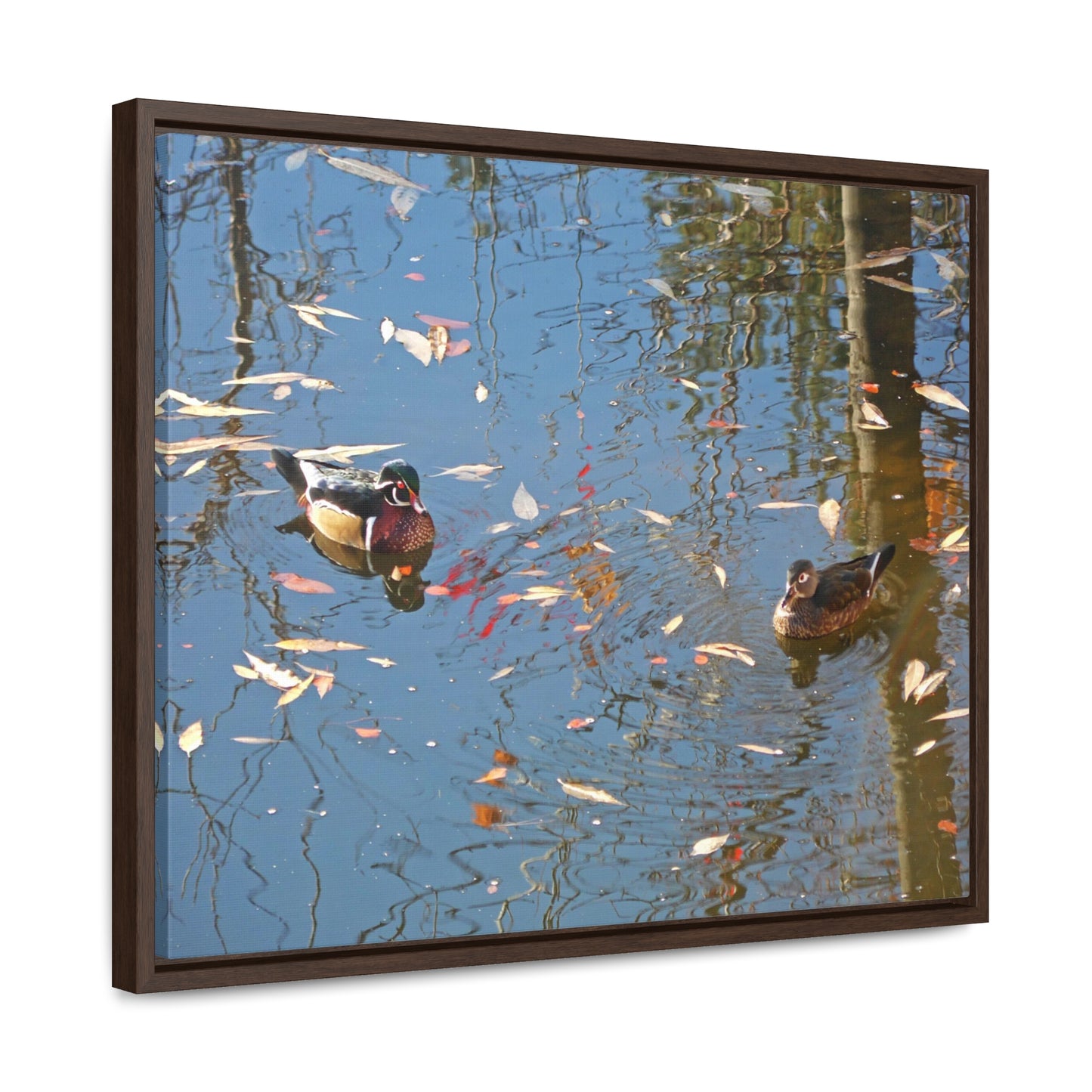 Autumn Wood Duck Couple Gallery Canvas Wraps Framed