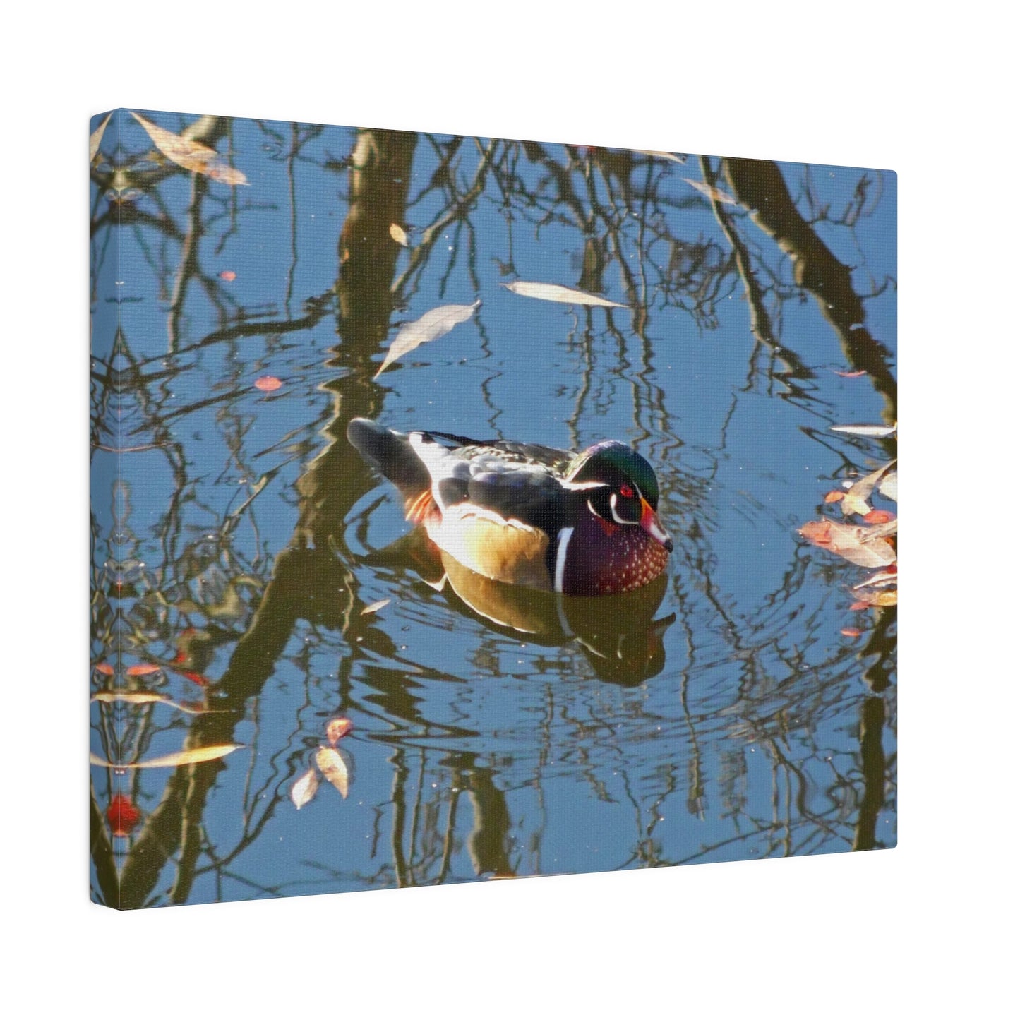 Reflections Wood Duck Matte Canvas