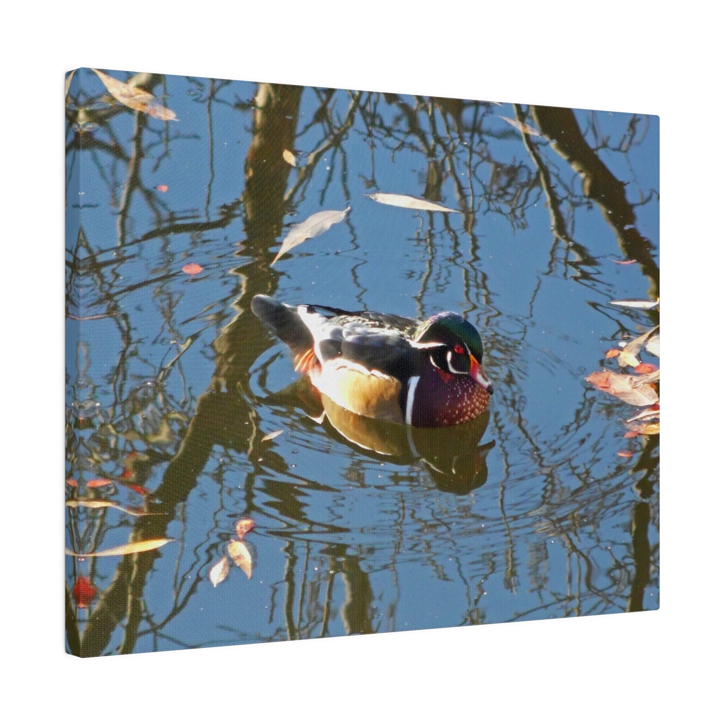 Reflections Wood Duck Matte Canvas