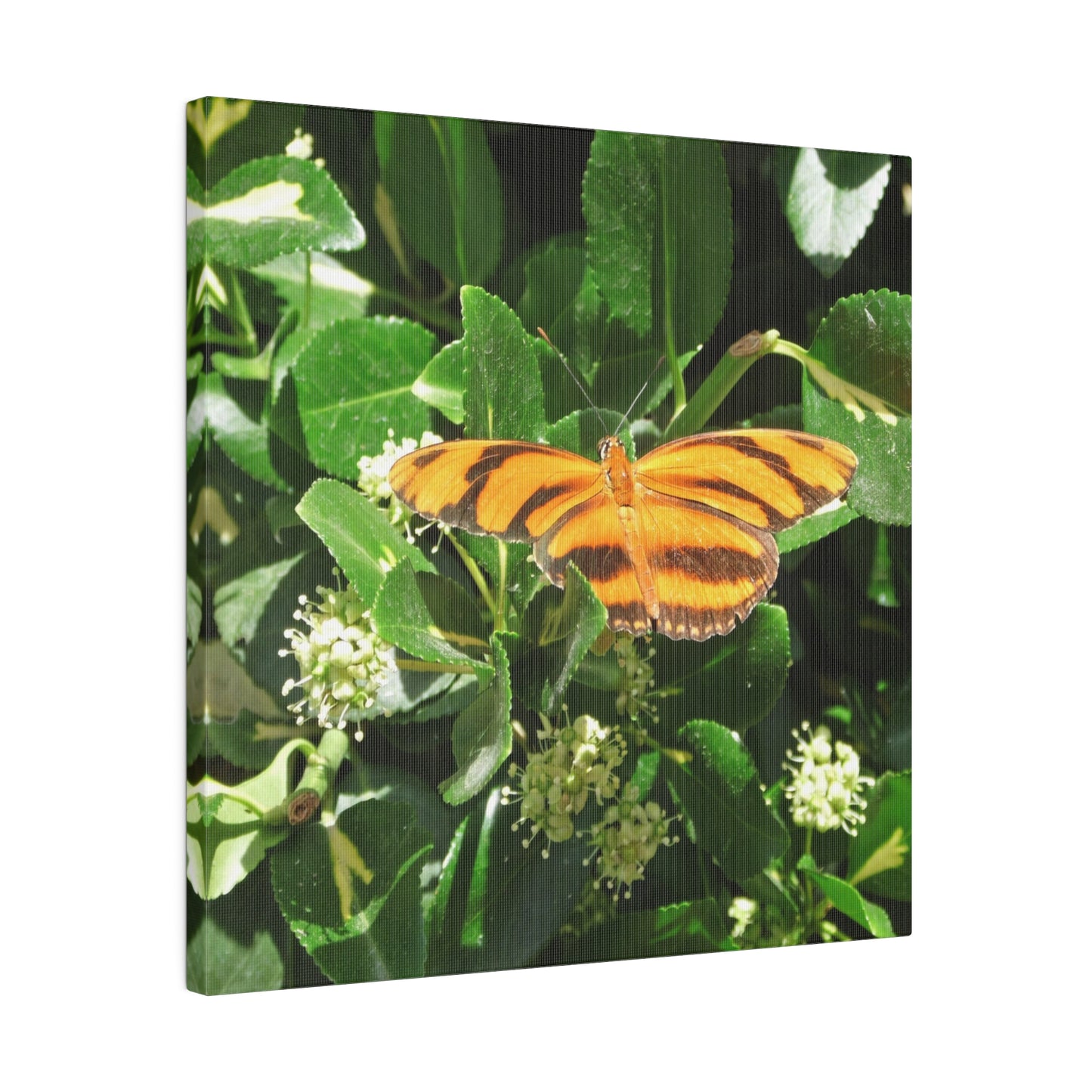 Golden Butterfly Square Matte Canvas