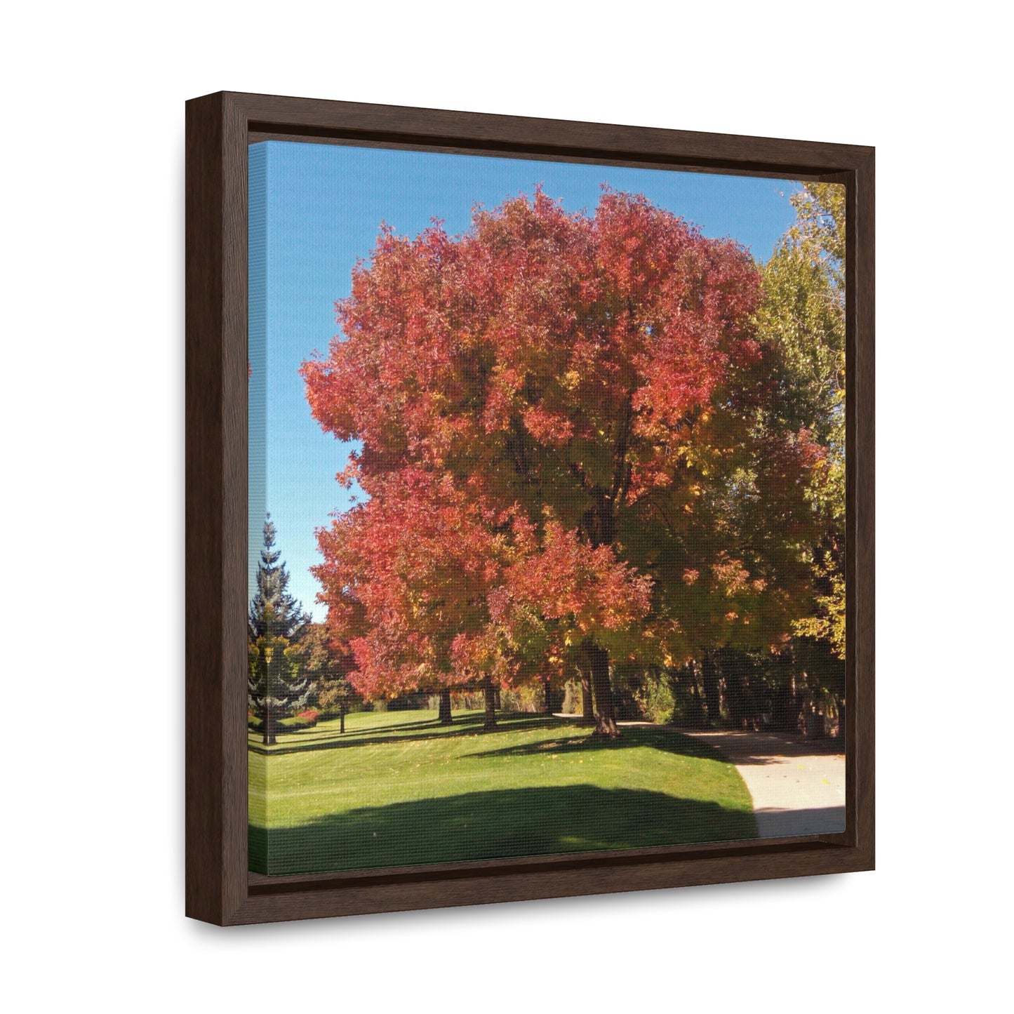 Autumn Tree Early Fall Gallery Canvas Wraps, Square Framed