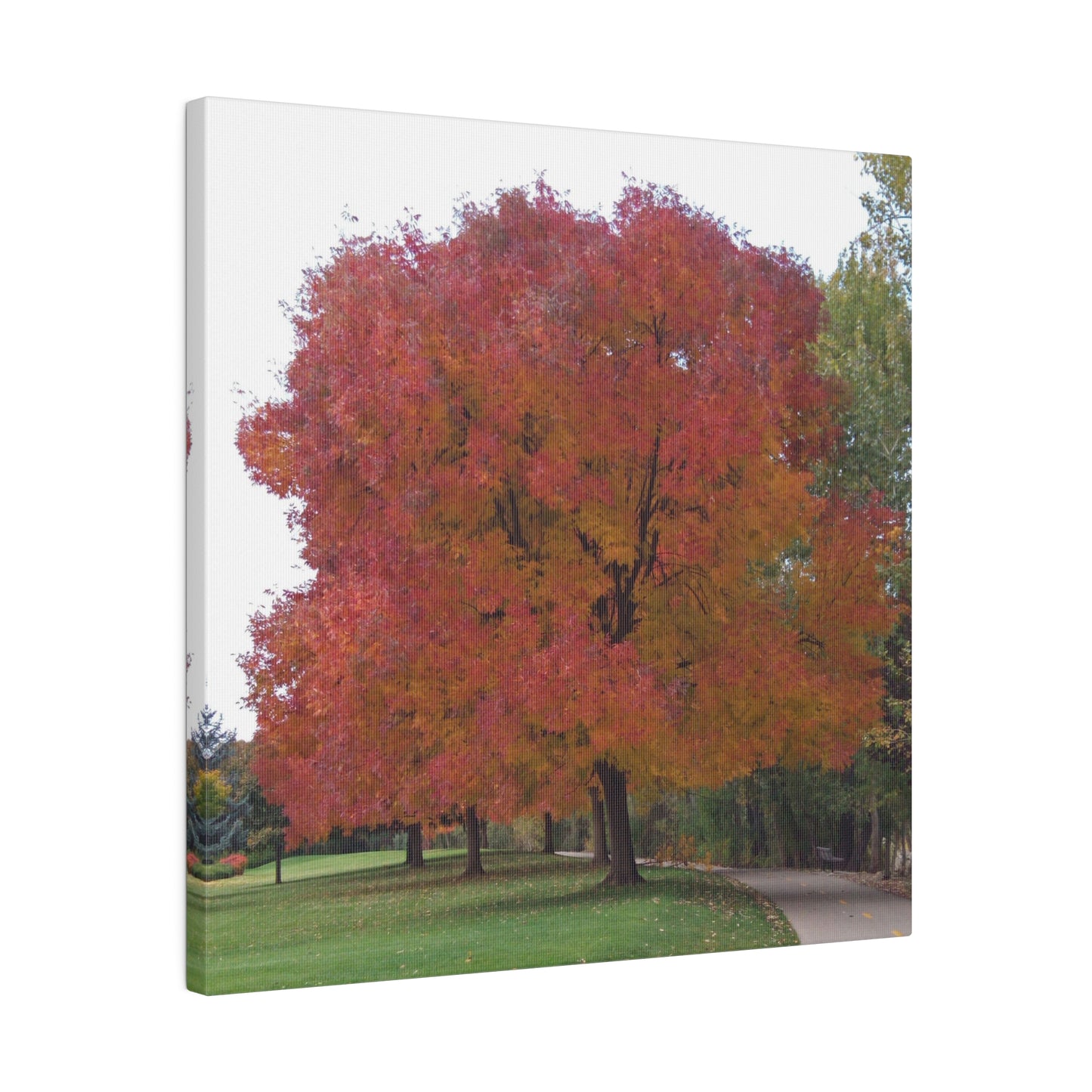 Autumn Tree Mid Fall Matte Canvas