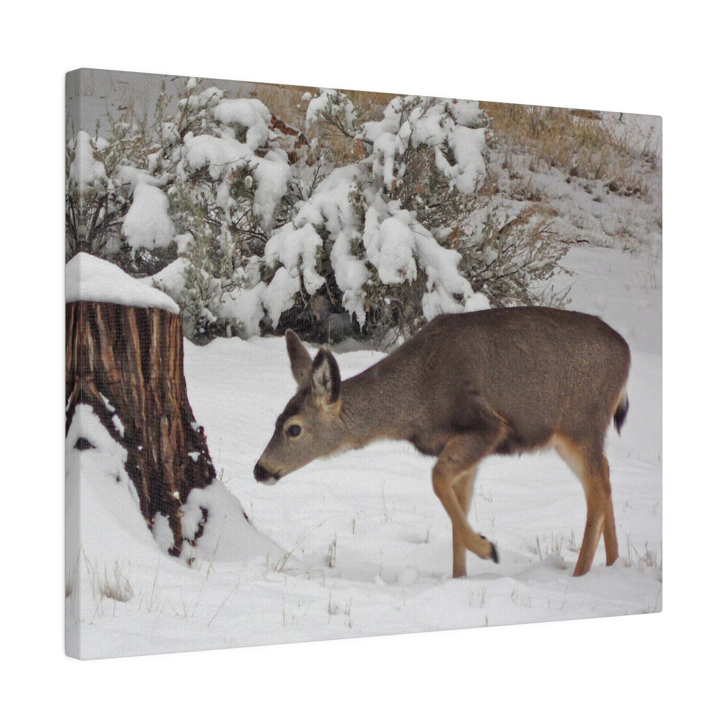 Winter Deer Matte Canvas