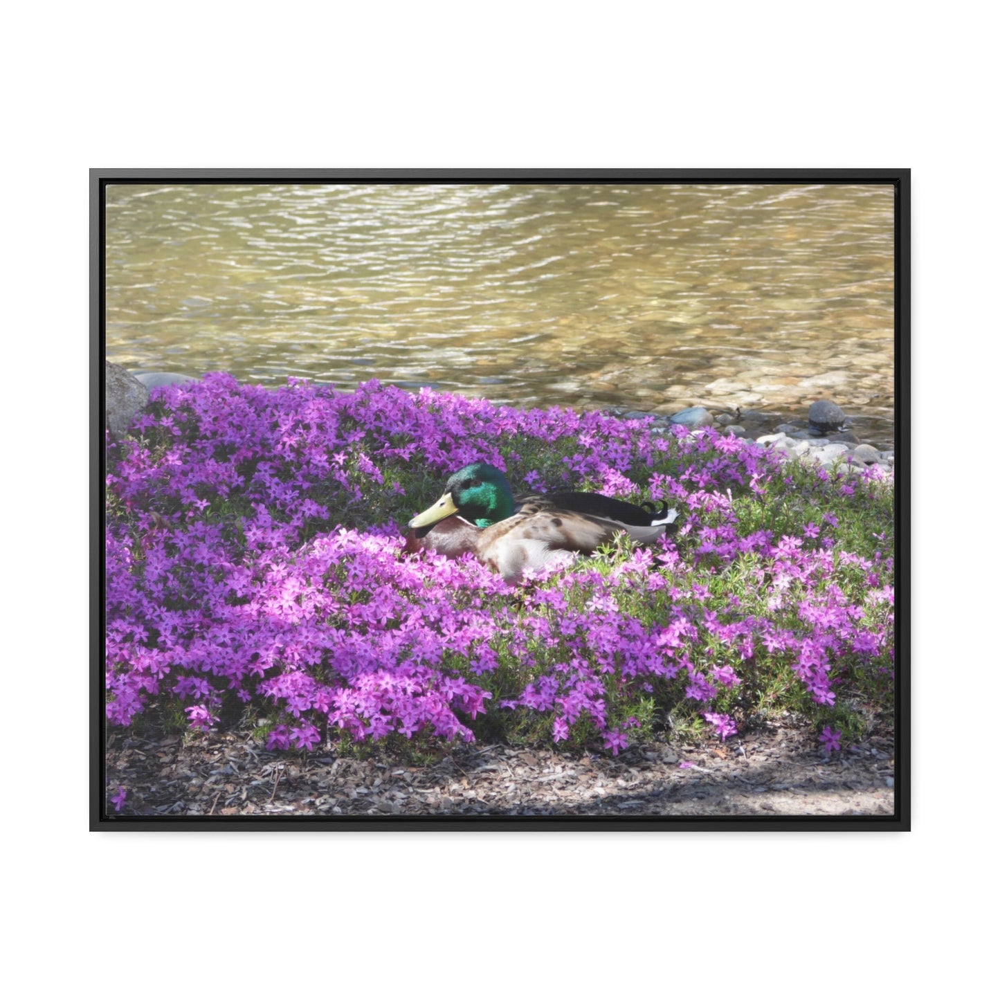 Duck Resting In Flowers Gallery Canvas Wraps Framed