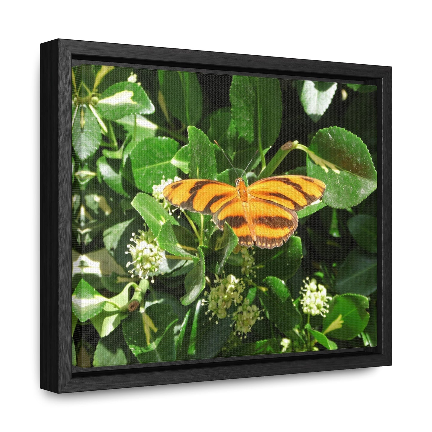 Golden Butterfly Gallery Canvas Wraps Framed