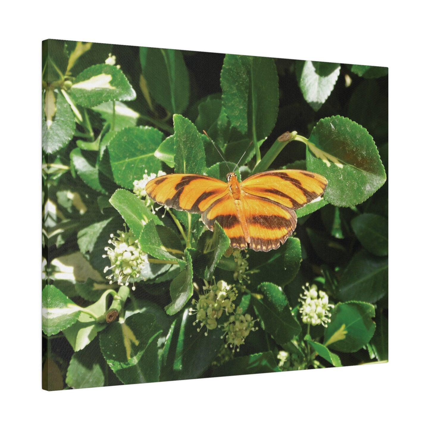 Golden Butterfly Matte Canvas