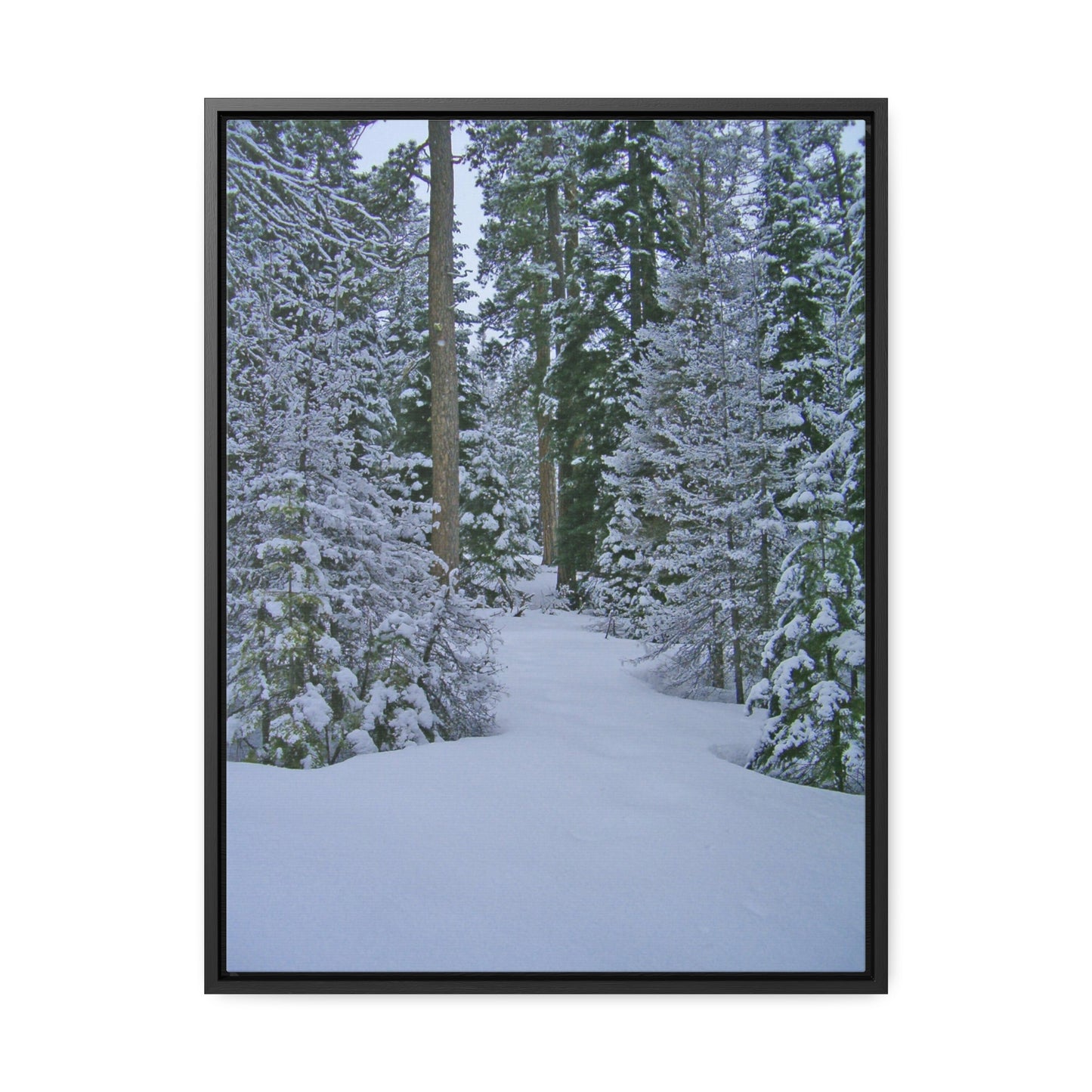 Snowy Woods Gallery Canvas Wraps Framed