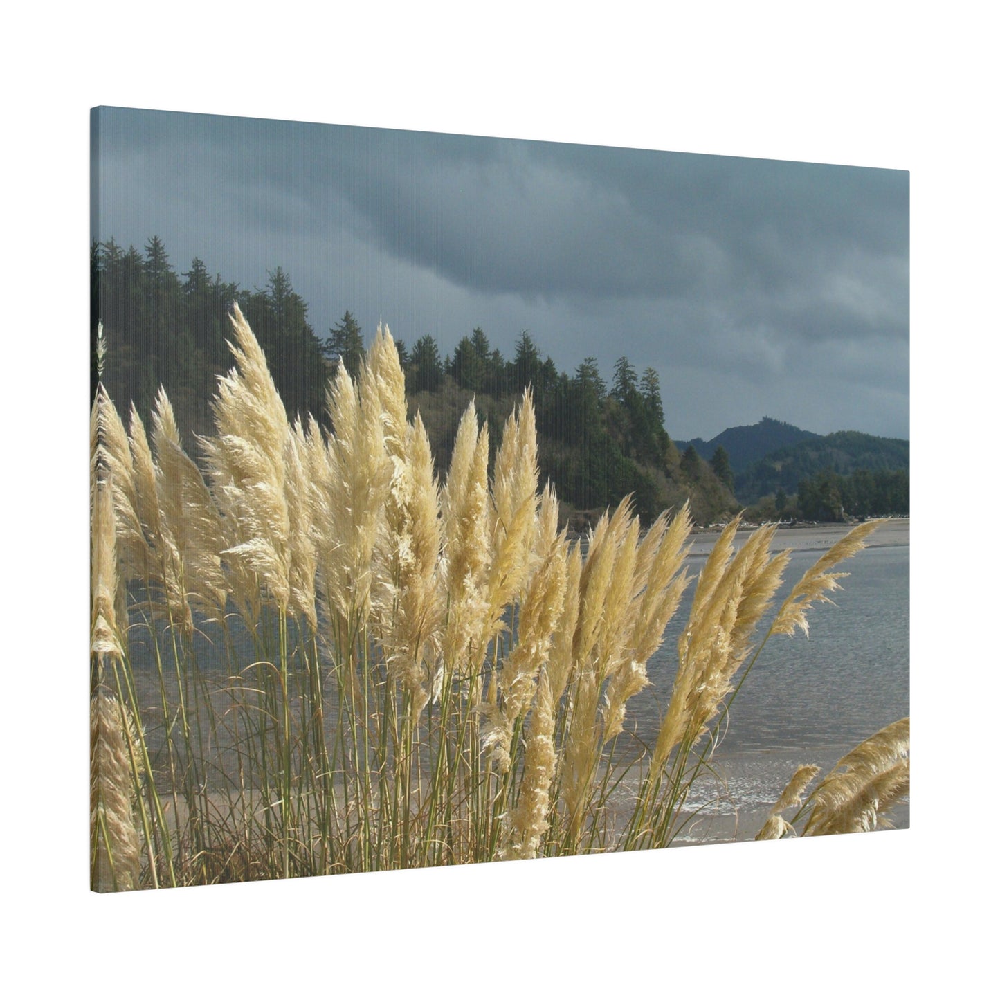 Golden Coastal Pampas Matte Canvas