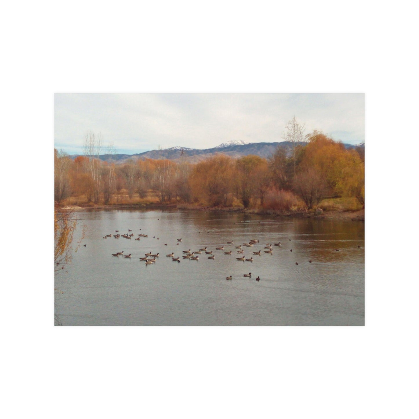 Autumn Pond with Geese Satin Posters