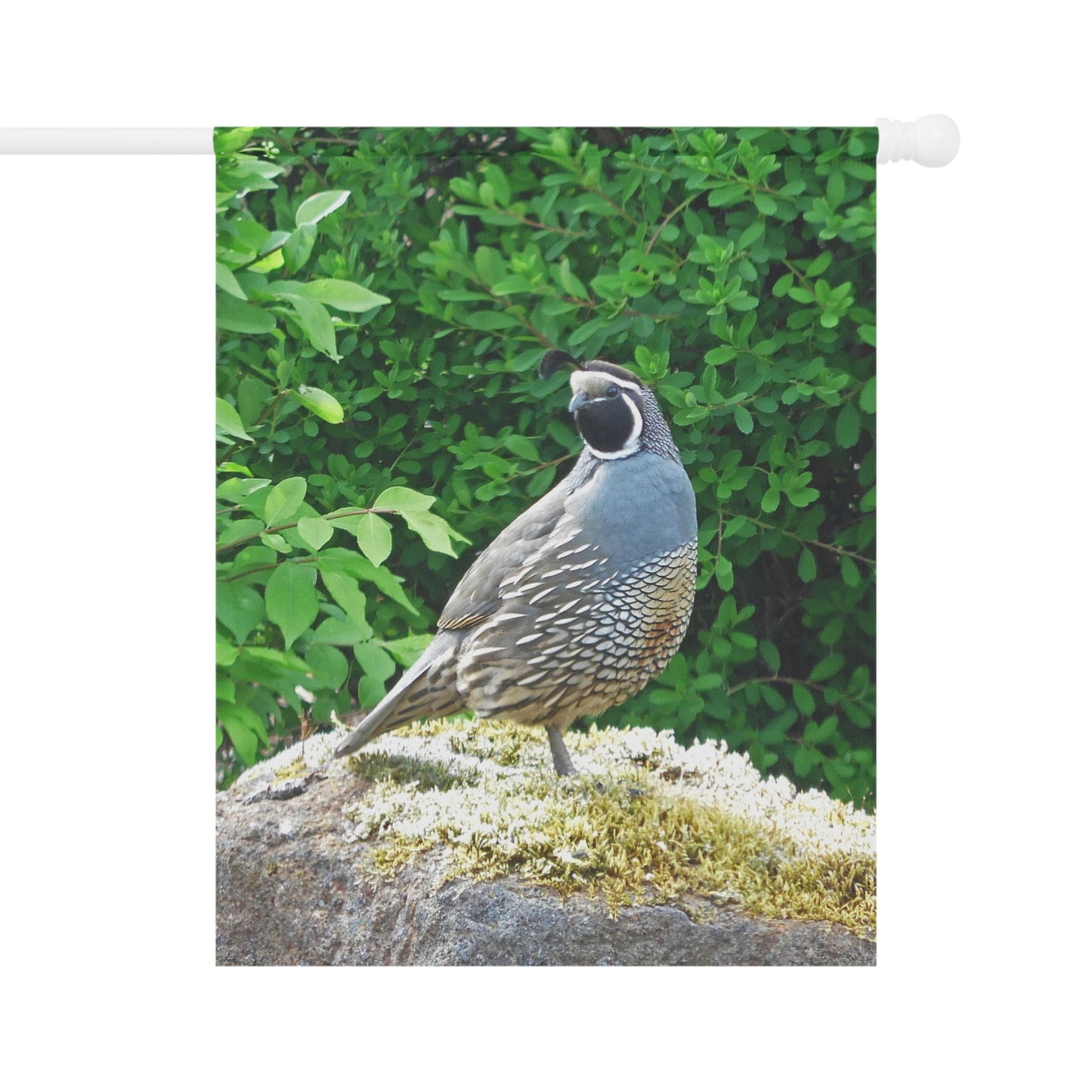 Regal Quail Garden & House Banner