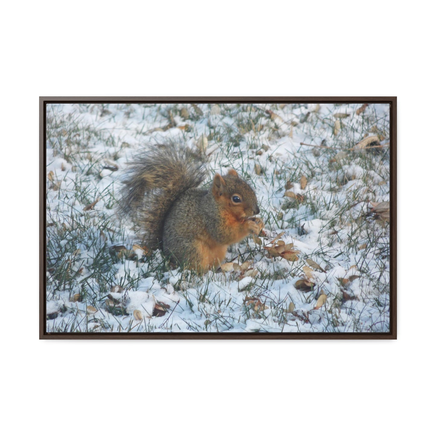 Winter Squirrel Gallery Canvas Wraps Framed