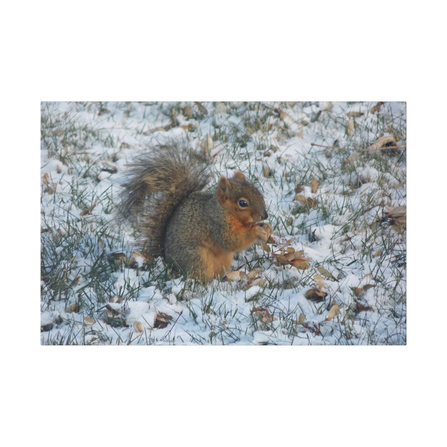 Winter Squirrel Matte Canvas