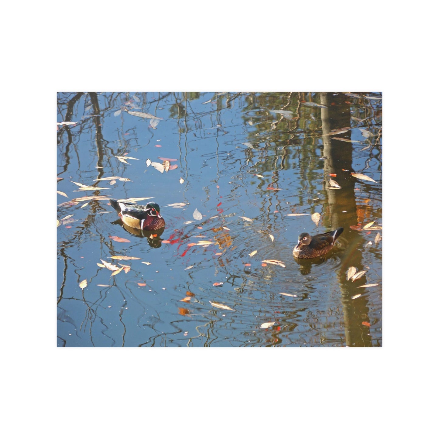 Autumn Wood Duck Couple Satin Posters