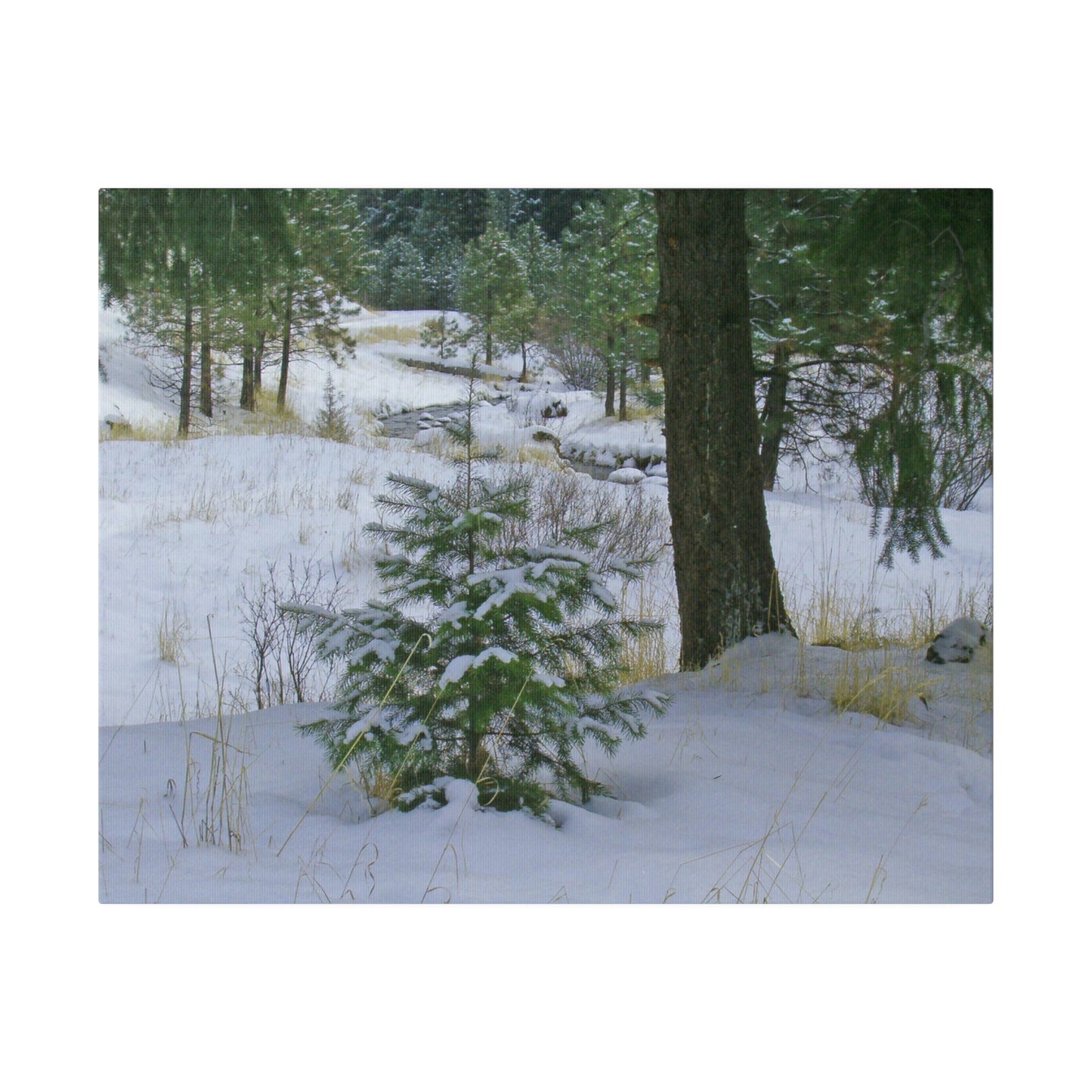 Christmas Tree Creek Matte Canvas