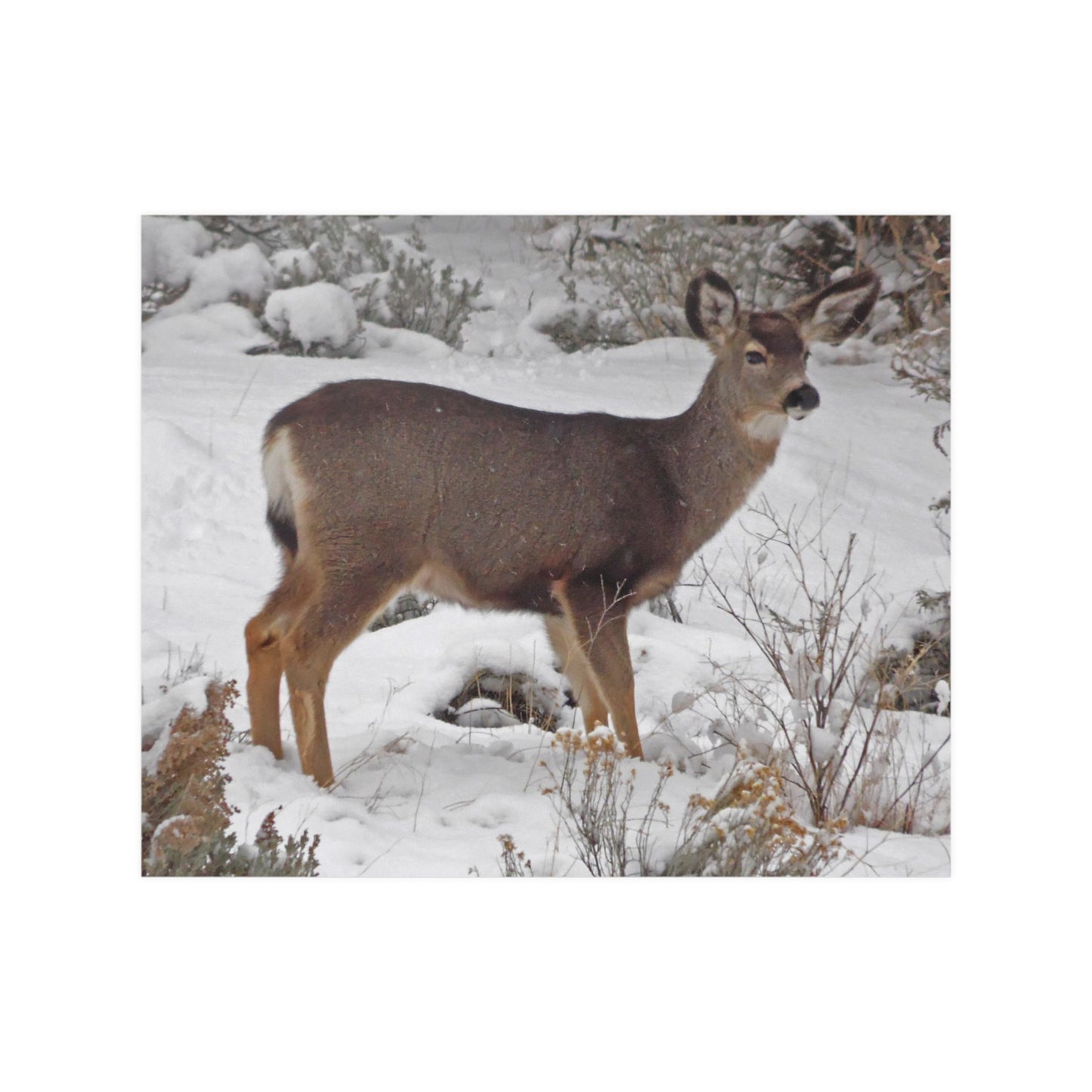 Snowy Deer Satin Posters
