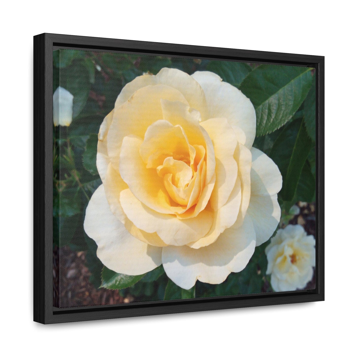 Cream Rose Gallery Canvas Wraps Framed