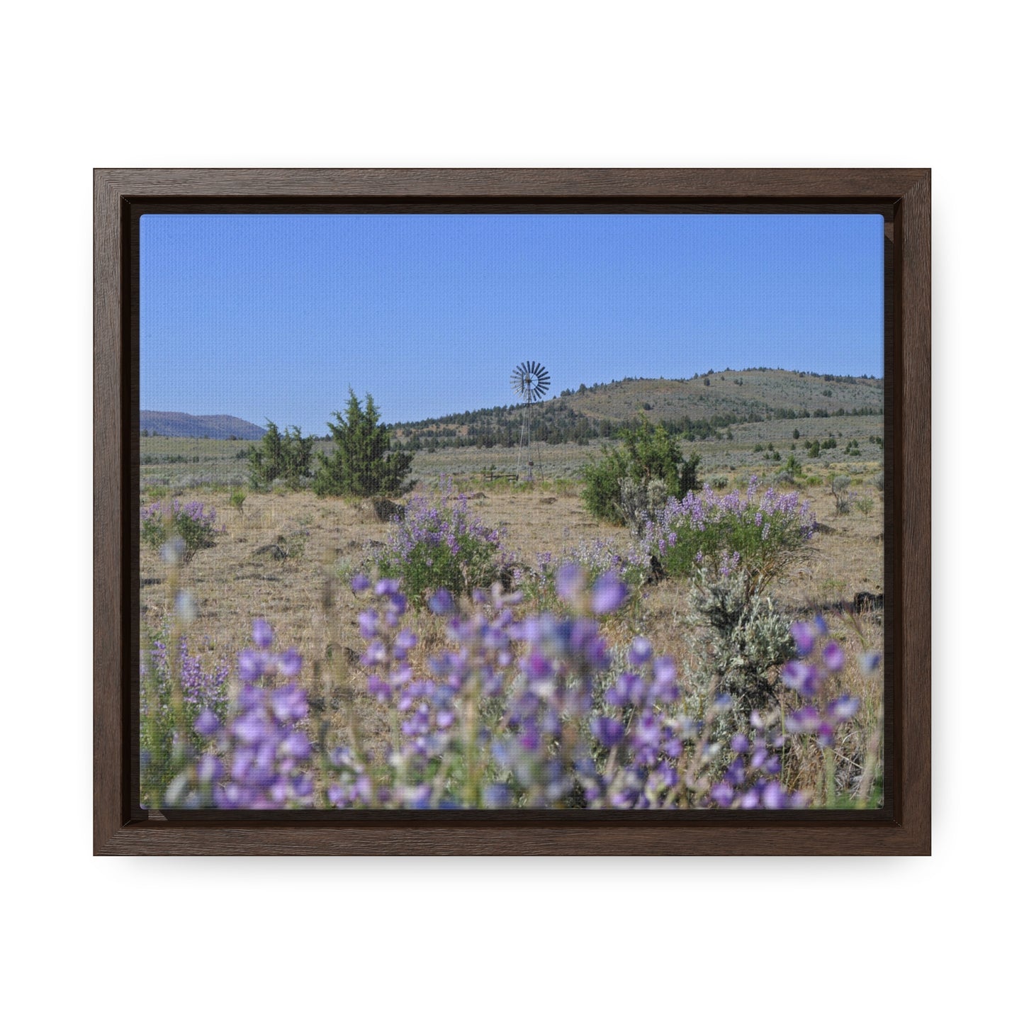 High Desert Lupine & Windmill Gallery Canvas Wraps Framed