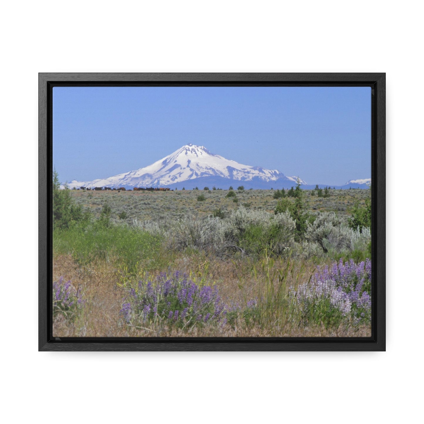 Lupine & Sage Mountain Gallery Canvas Wraps Framed