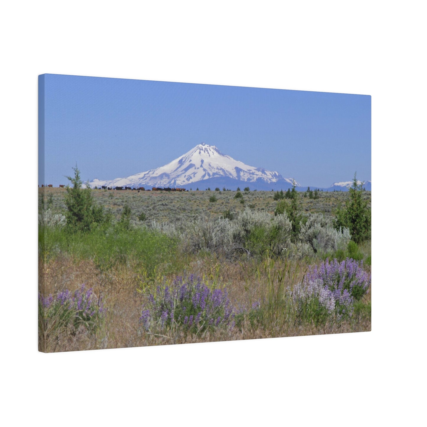 Lupine & Sage Mountain Matte Canvas