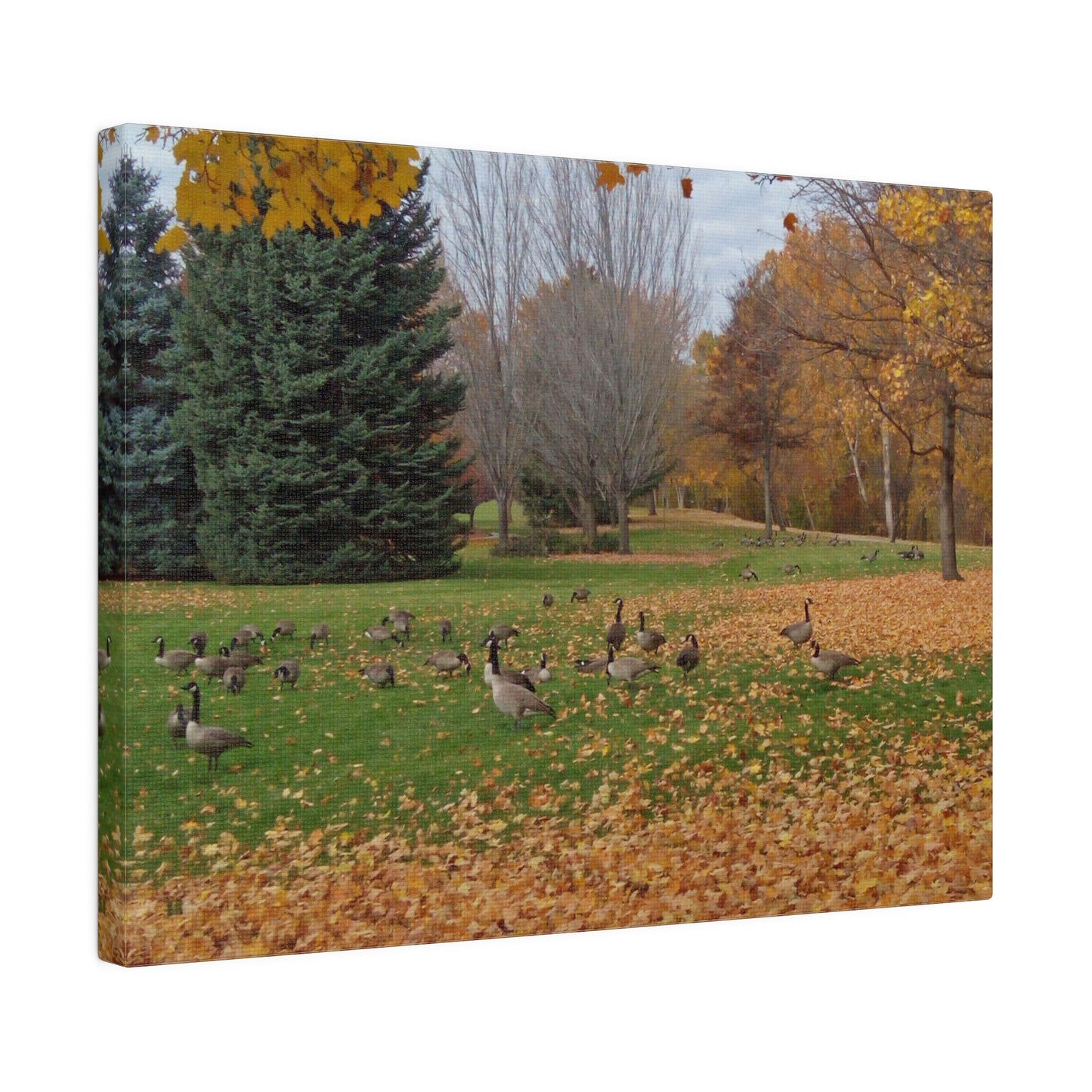 Autumn Geese Matte Canvas