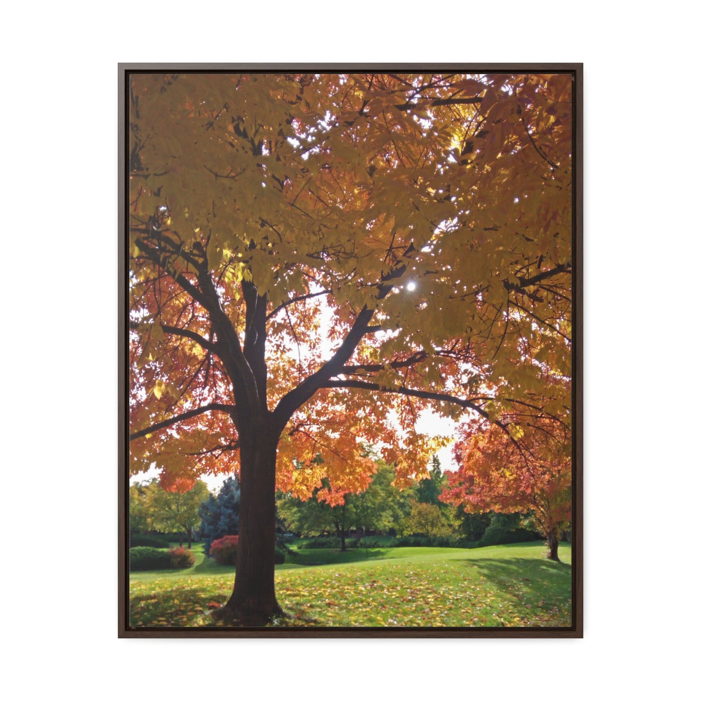 Autumn Canopy Gallery Canvas Wraps Framed