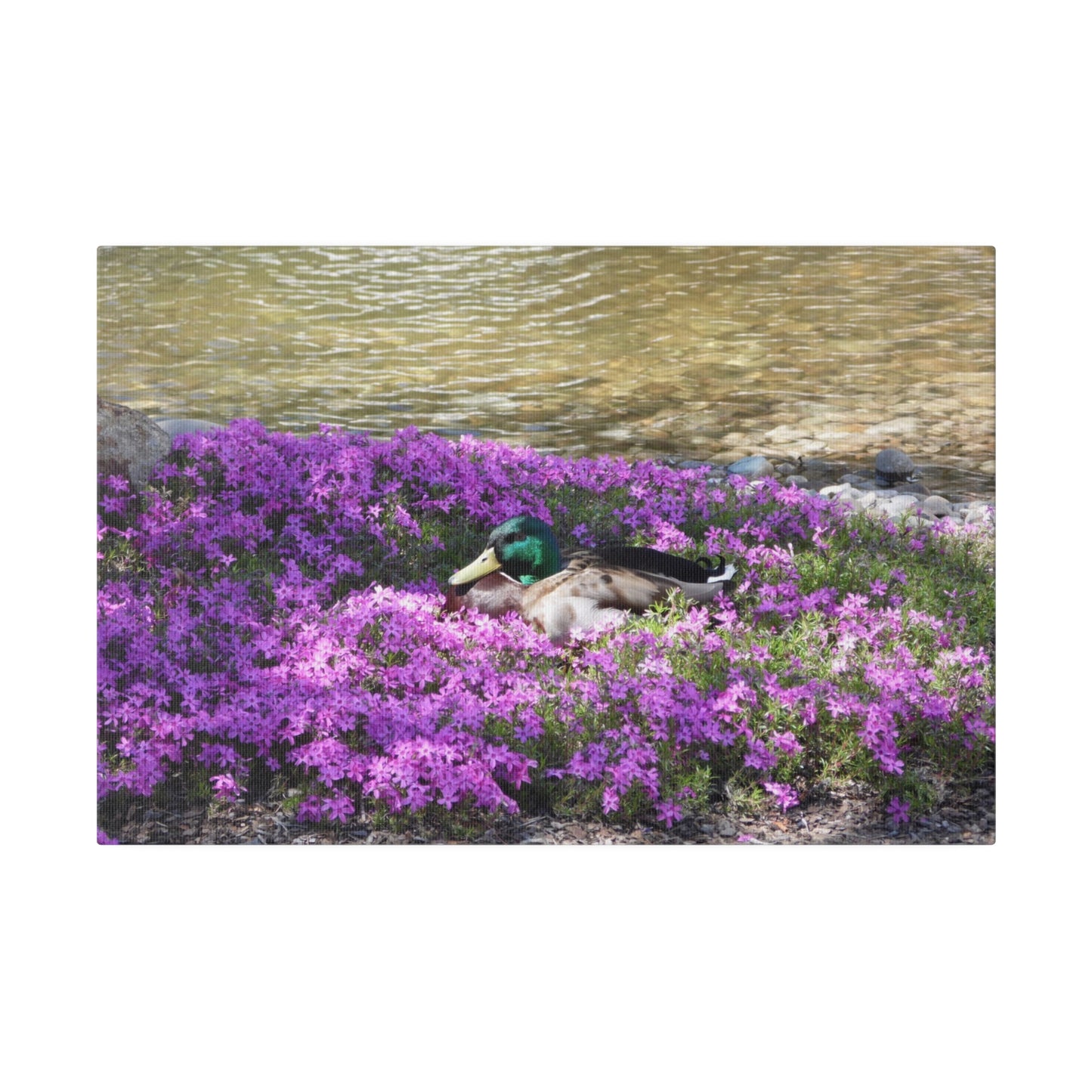 Duck Resting In Flowers Matte Canvas